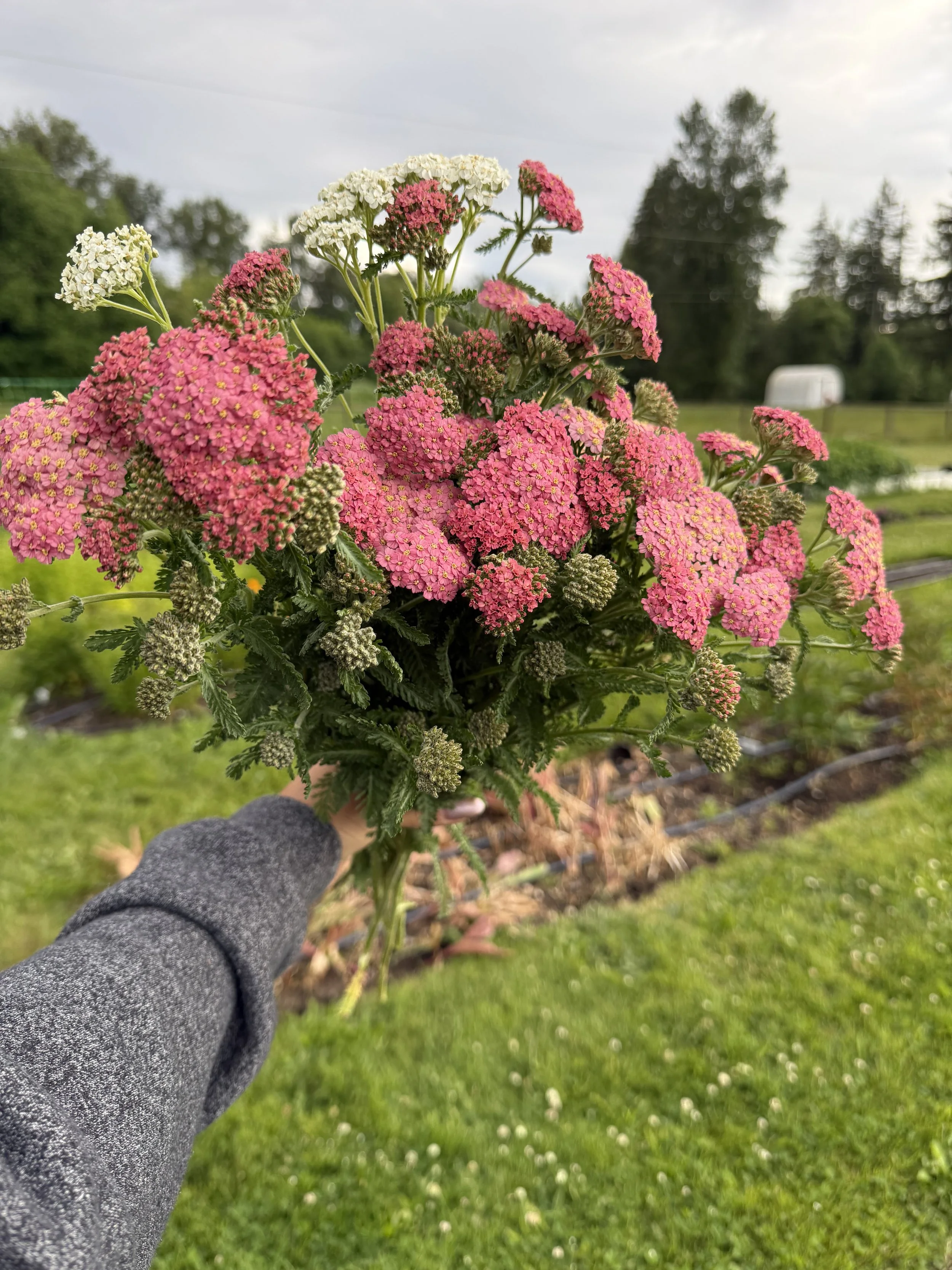 Yarrow Bunch