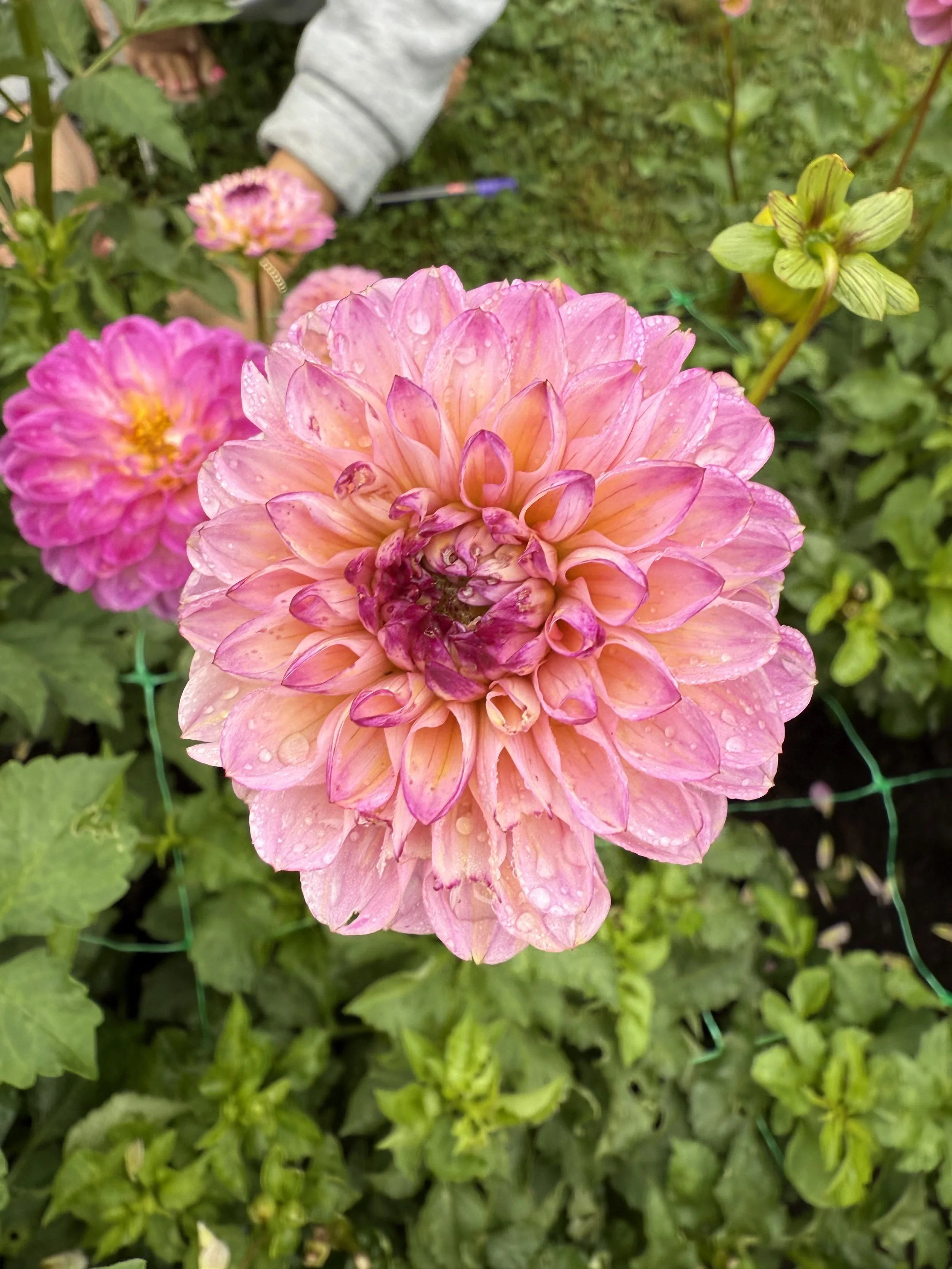 Close-up of a pink dahlia flower with dewdrops, surrounded by green foliage and other pink flowers in a garden.