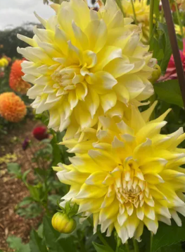 Screenshot 2026-03-19 at 7.35.14 PM.png