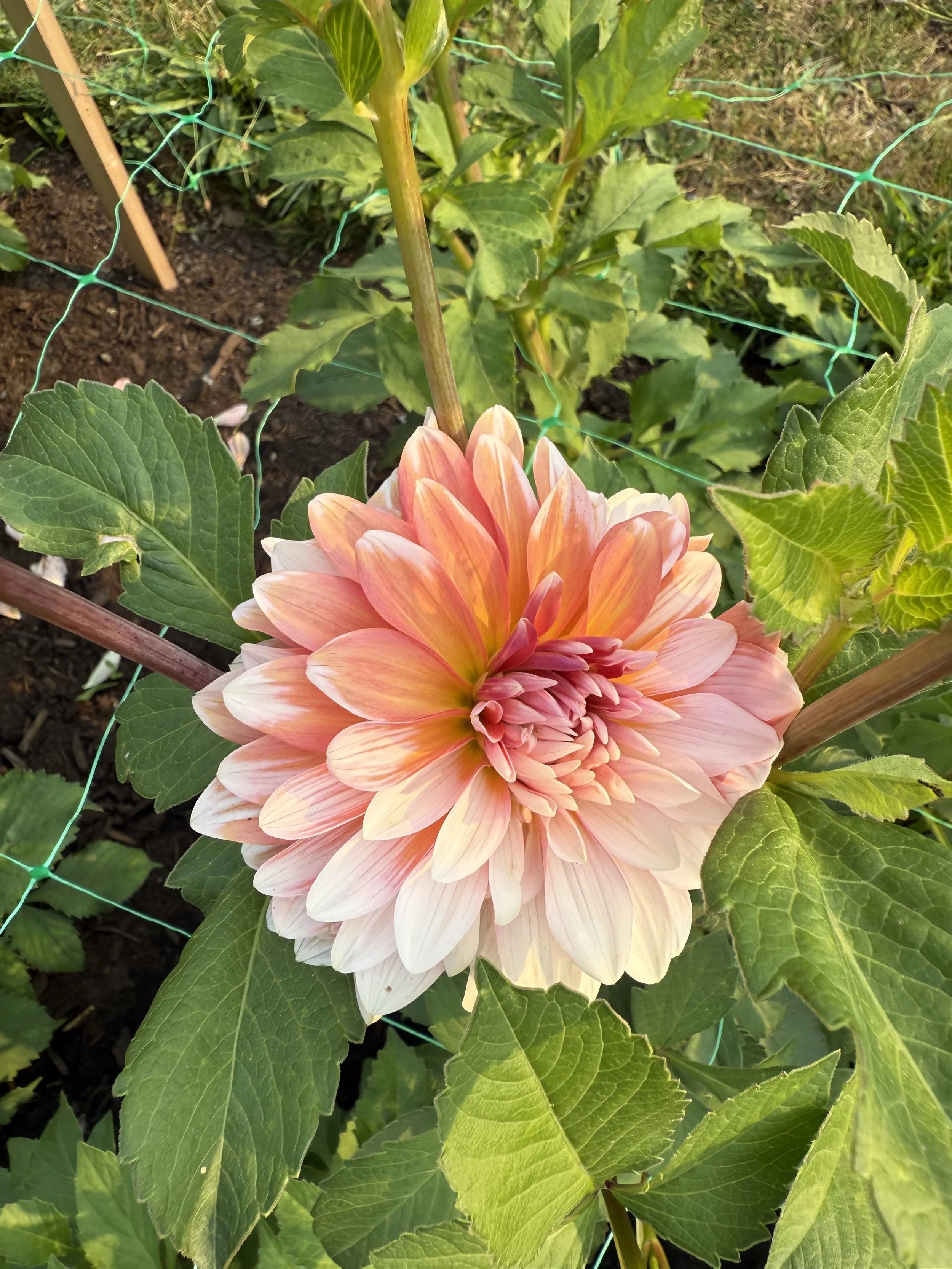 A pink and white dahlia flower blooming in a garden with green leaves around it and garden netting in the background.