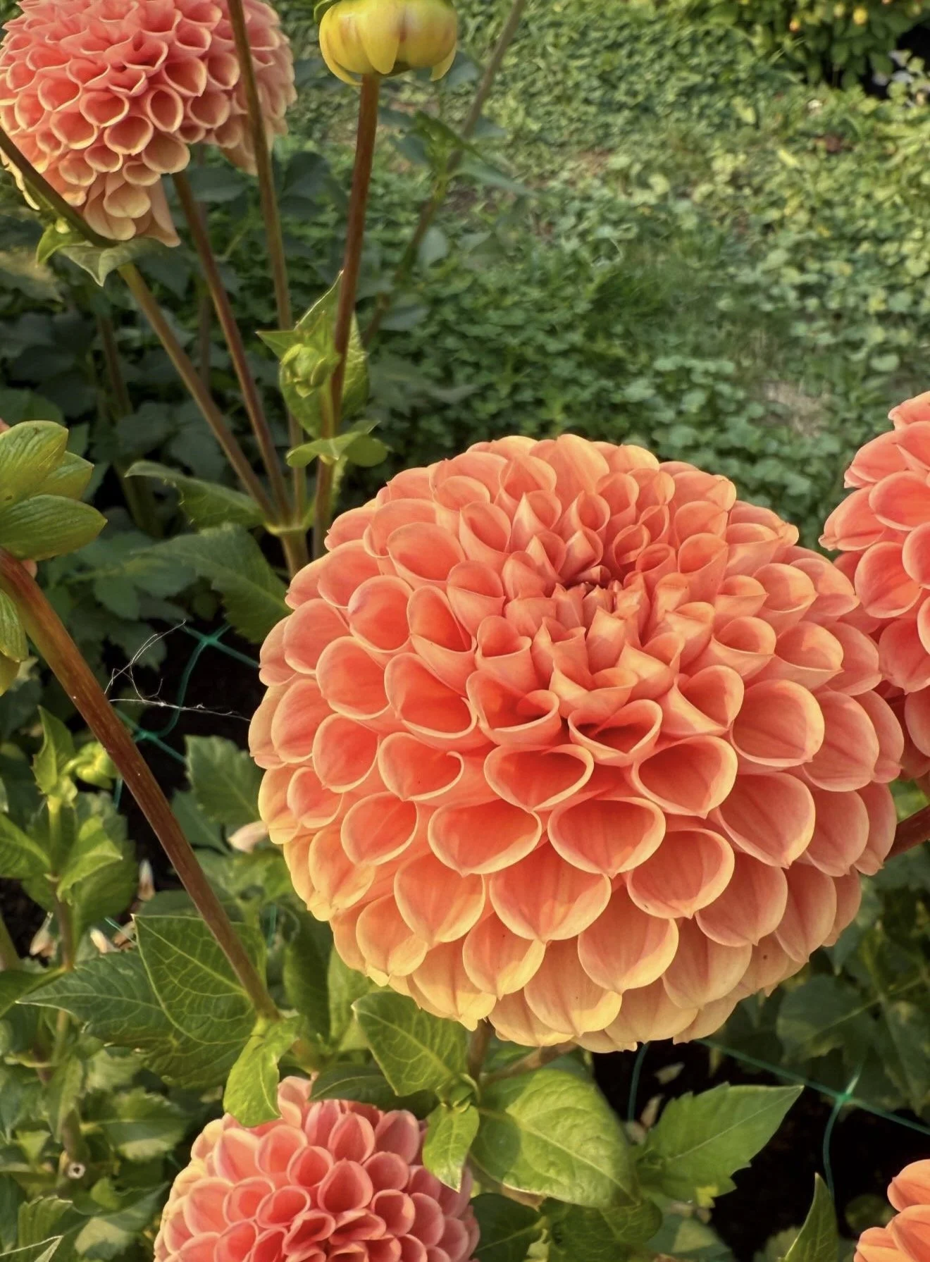 Close-up of a coral-colored dahlia flower with rounded petals, surrounded by green leaves and other flowers and plants in the background.