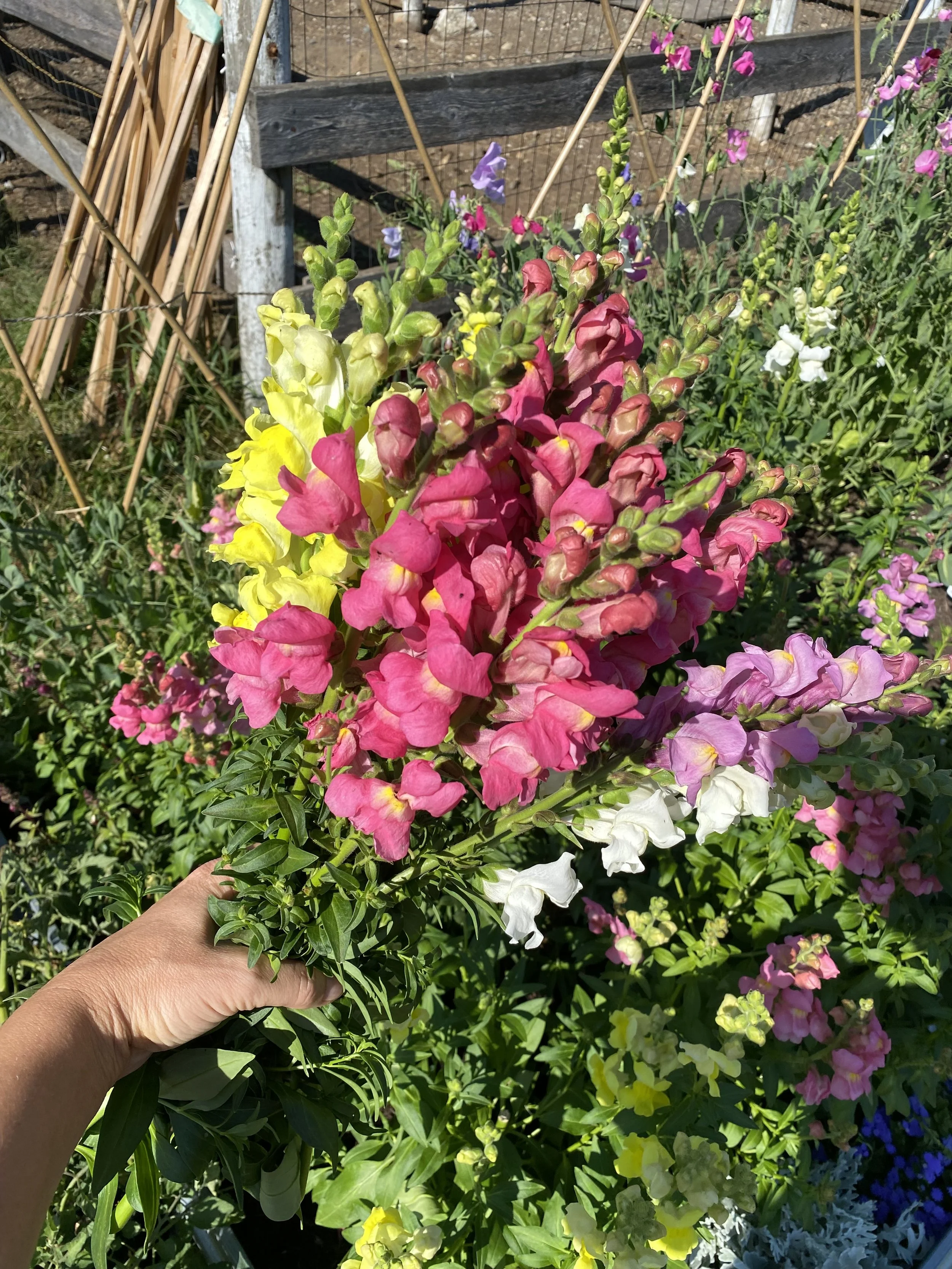 IMG_4803.jpeg