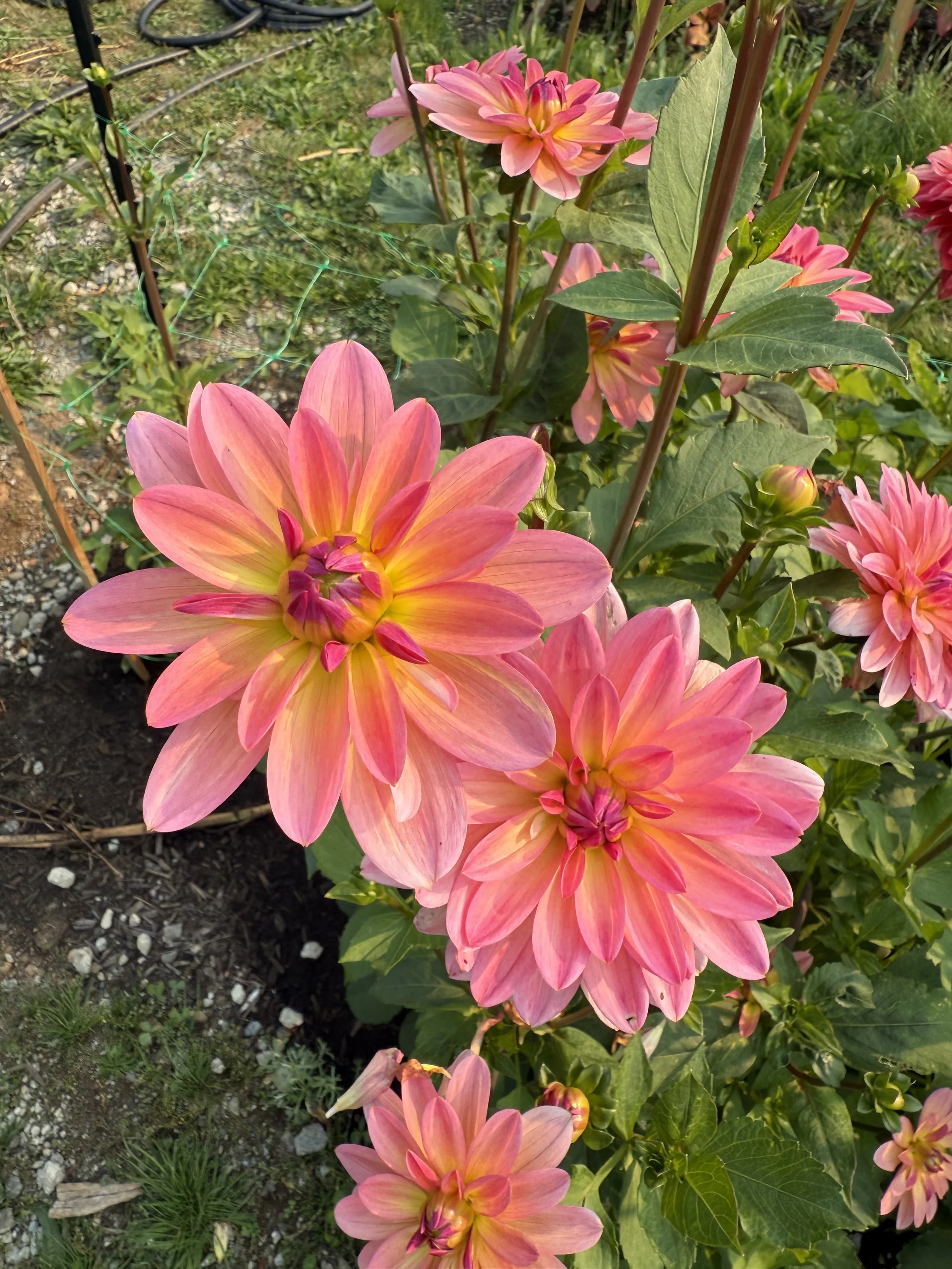 Bright pink and yellow dahlias blooming in a garden with green leaves, soil, and garden stakes visible in the background.