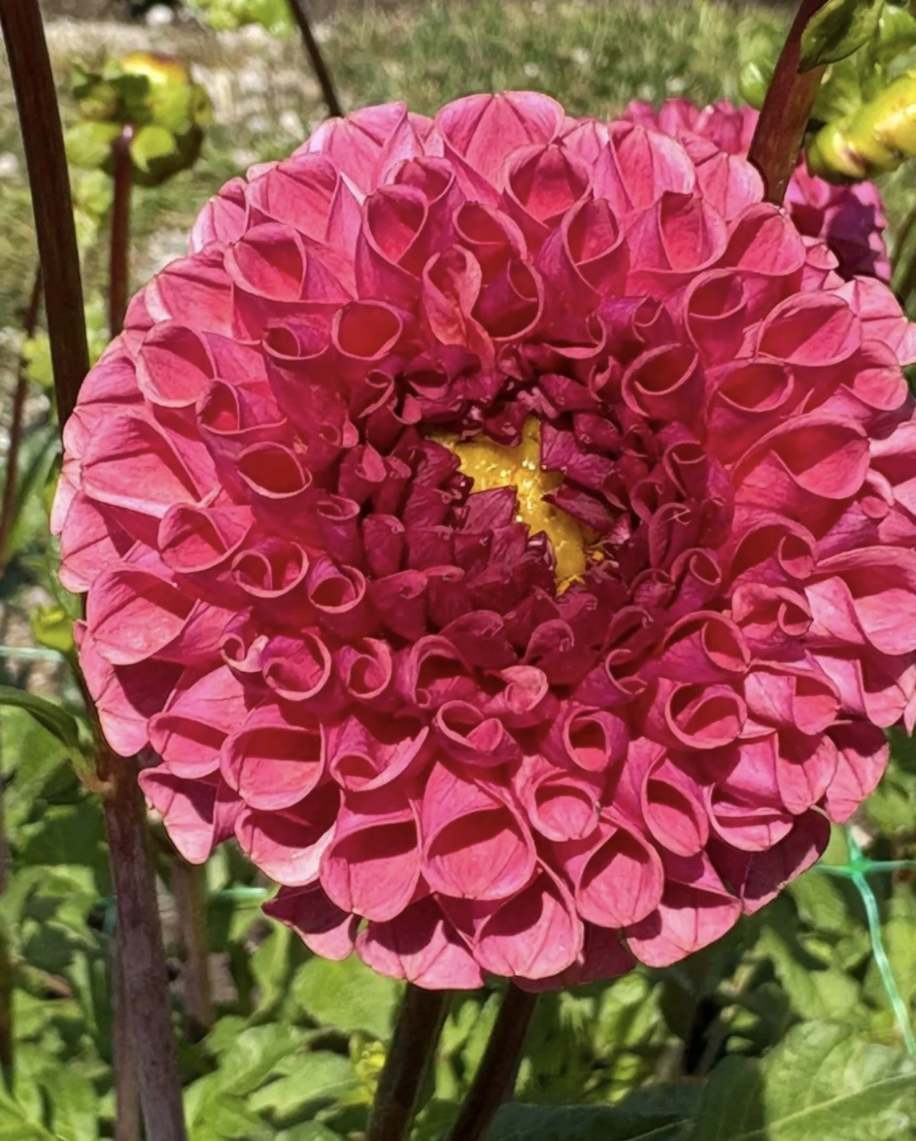 Close-up of a bright pink dahlia flower with many curled petals and a yellow center, surrounded by green leaves and garden background.