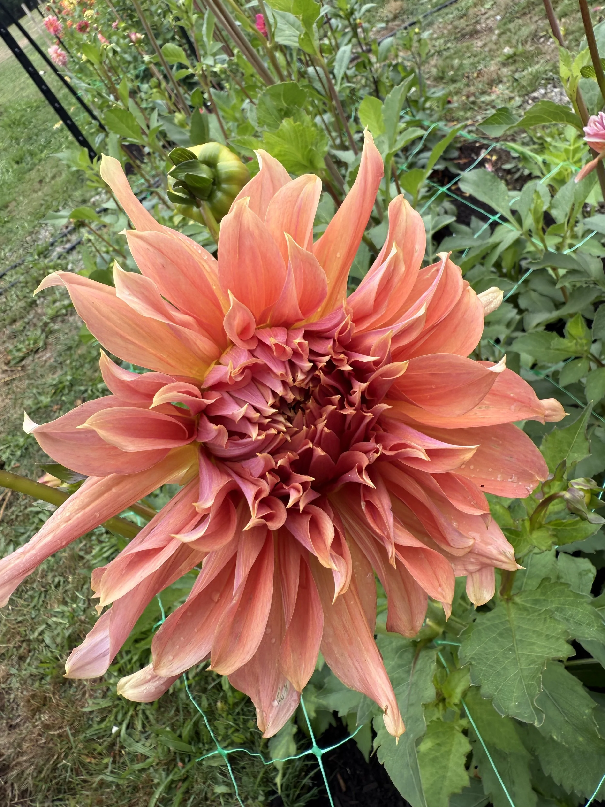 A large orange and pink dahlia flower in bloom with green leaves in the background.