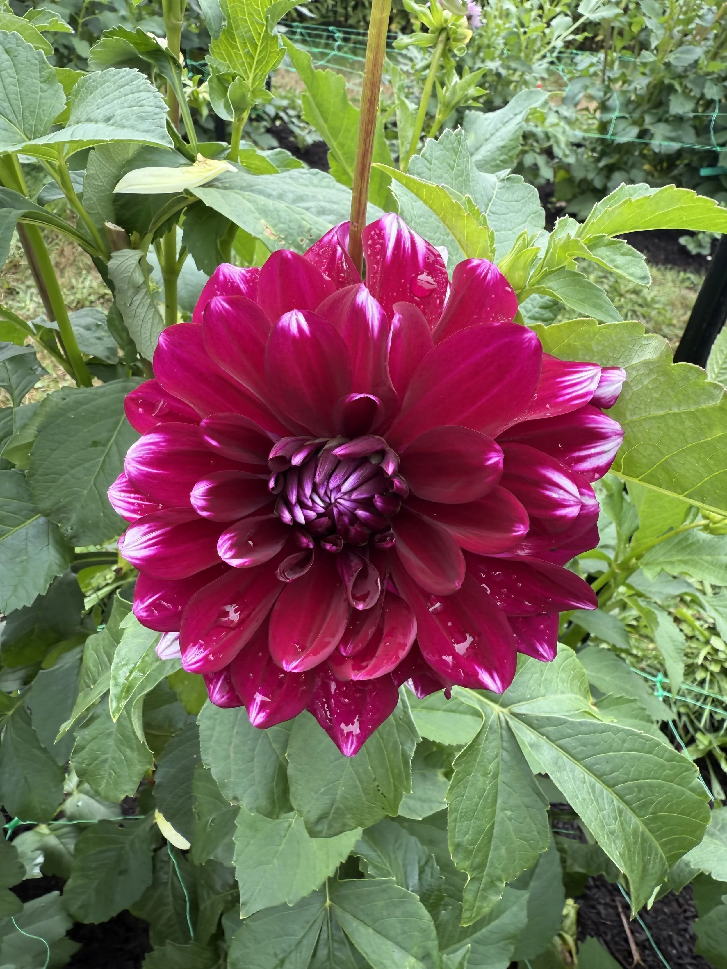 Close-up of a vibrant pink dahlia flower with large green leaves surrounding it, growing in a garden.