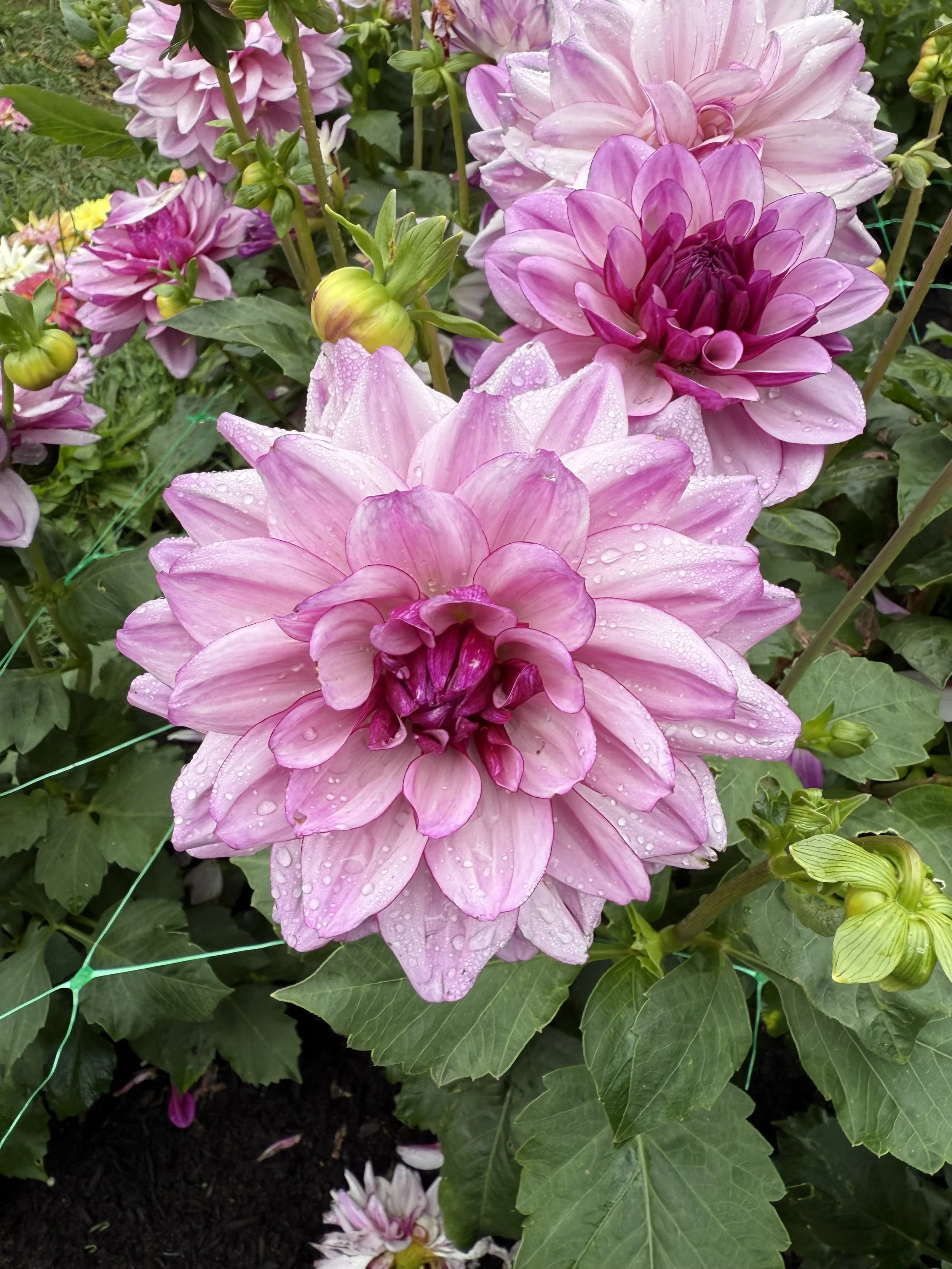 Close-up view of pink dahlias with water droplets on petals, surrounded by green leaves and flower buds.