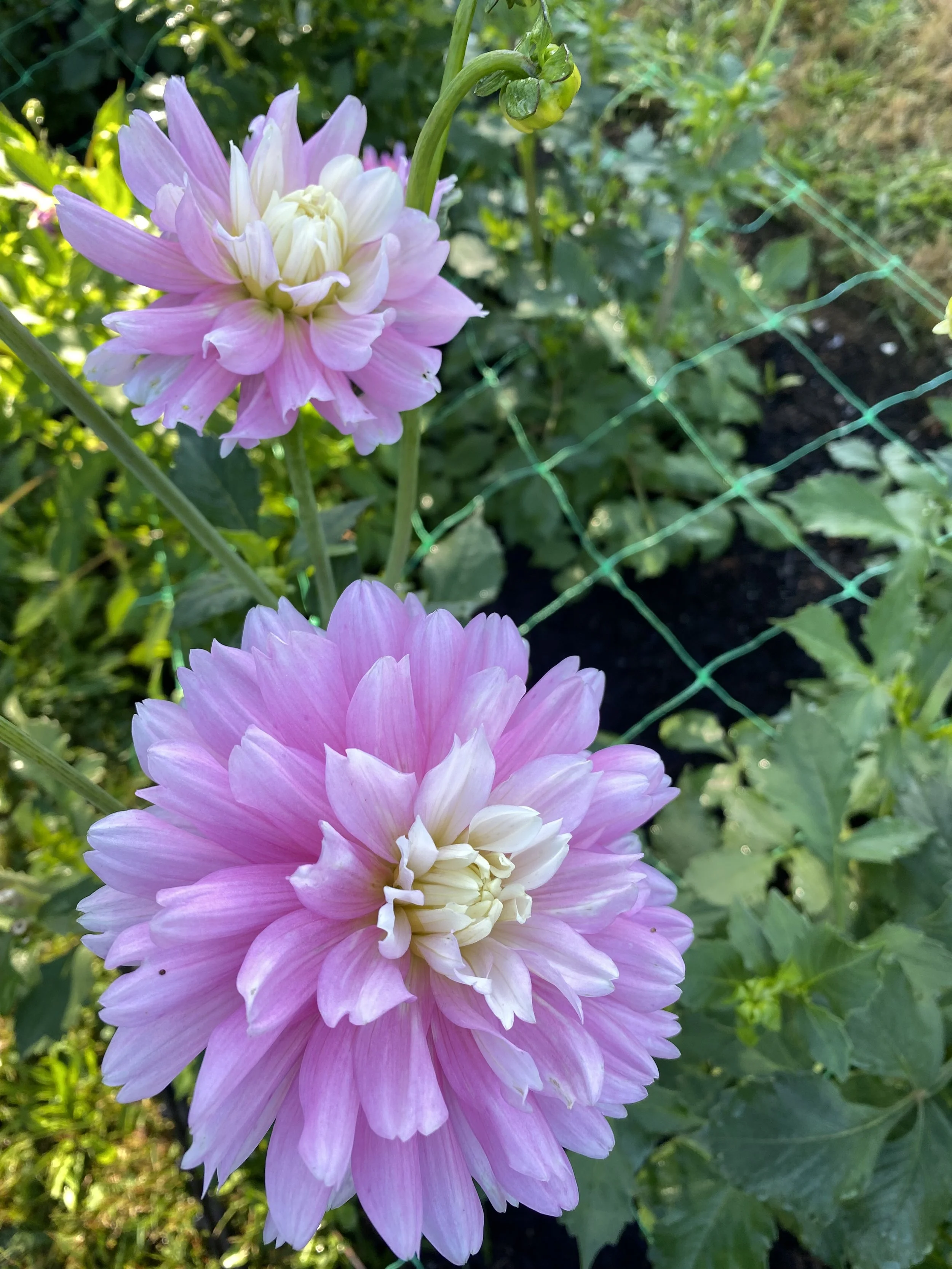 Chilsons Pride Dahlia Tuber