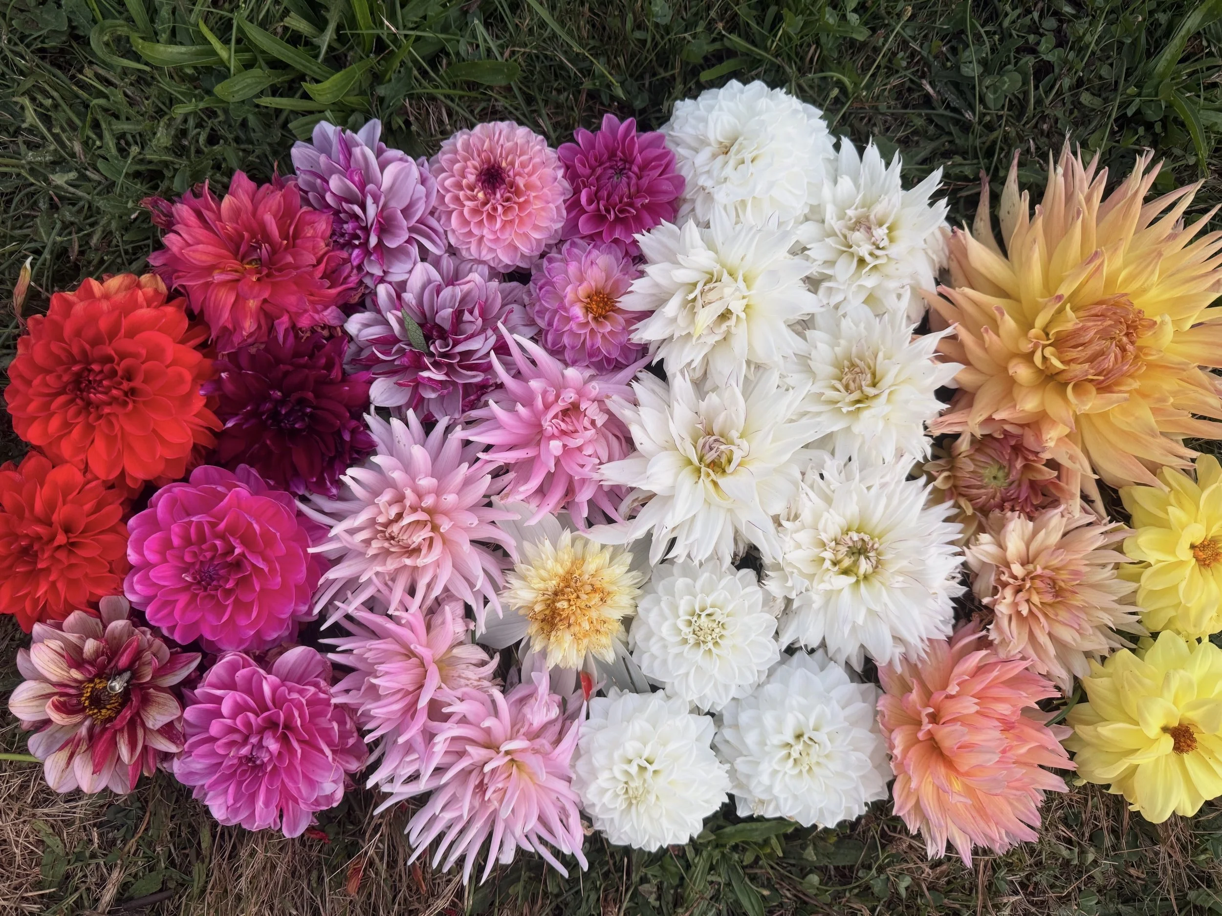 Mystery Bundle of Tubers - 4pack