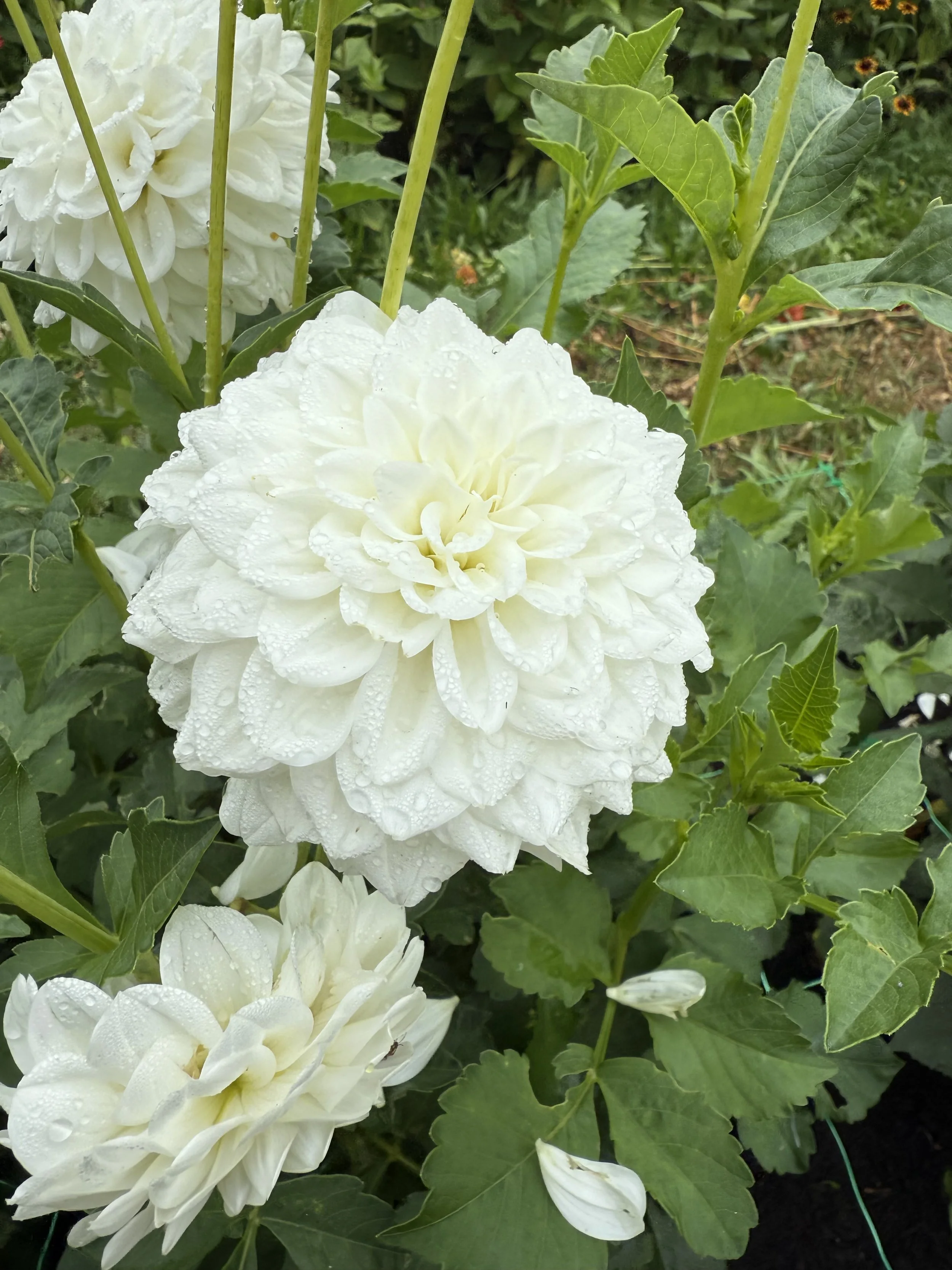 White dahlias with water droplets on the petals, green leaves, and budding flowers in a garden.