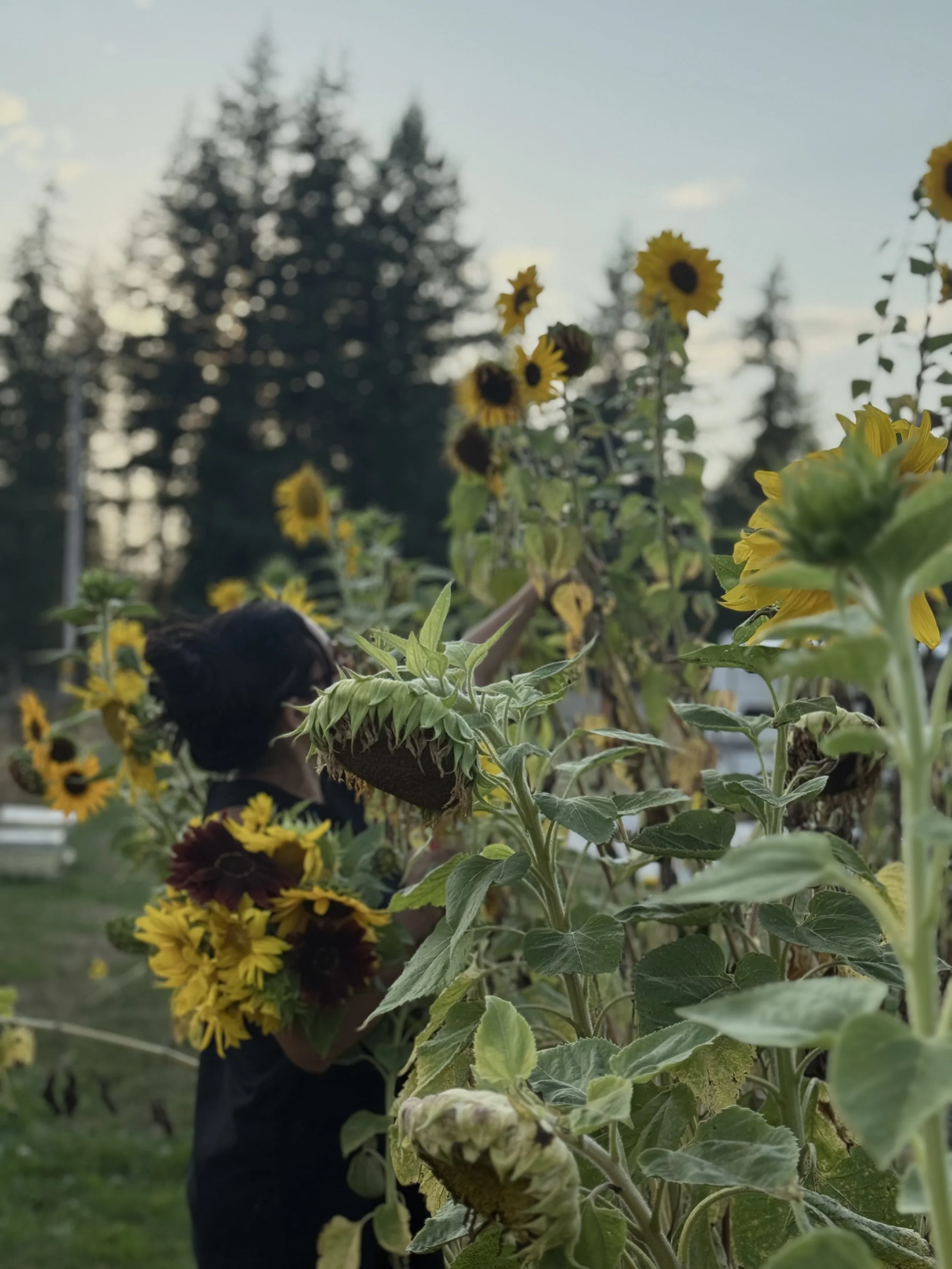 A person in a dark shirt picking sunflowers in a sunflower field during sunset, with tall trees in the background.