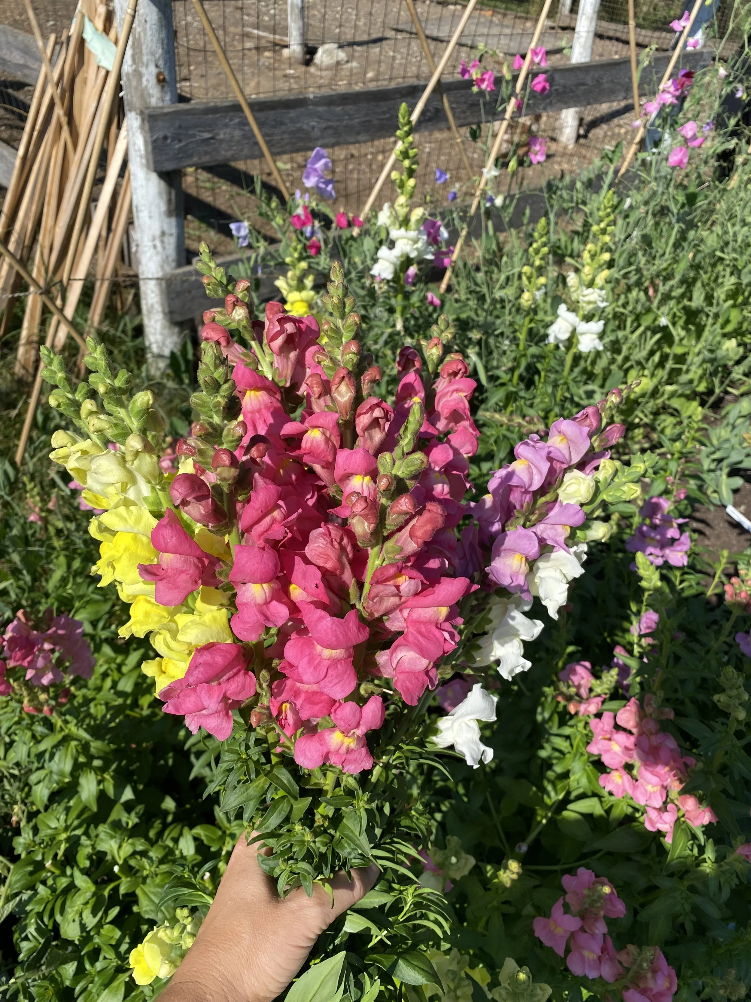 IMG_4801.jpeg