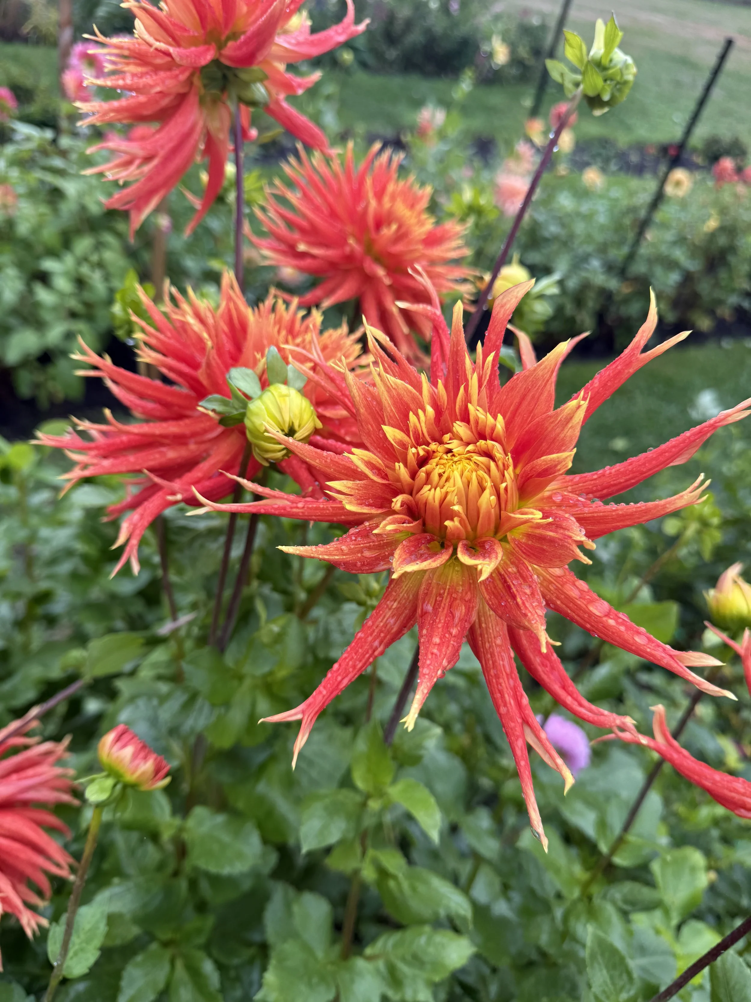 Close-up of vibrant red and orange dahlia flowers with intricate spiky petals in a garden setting.