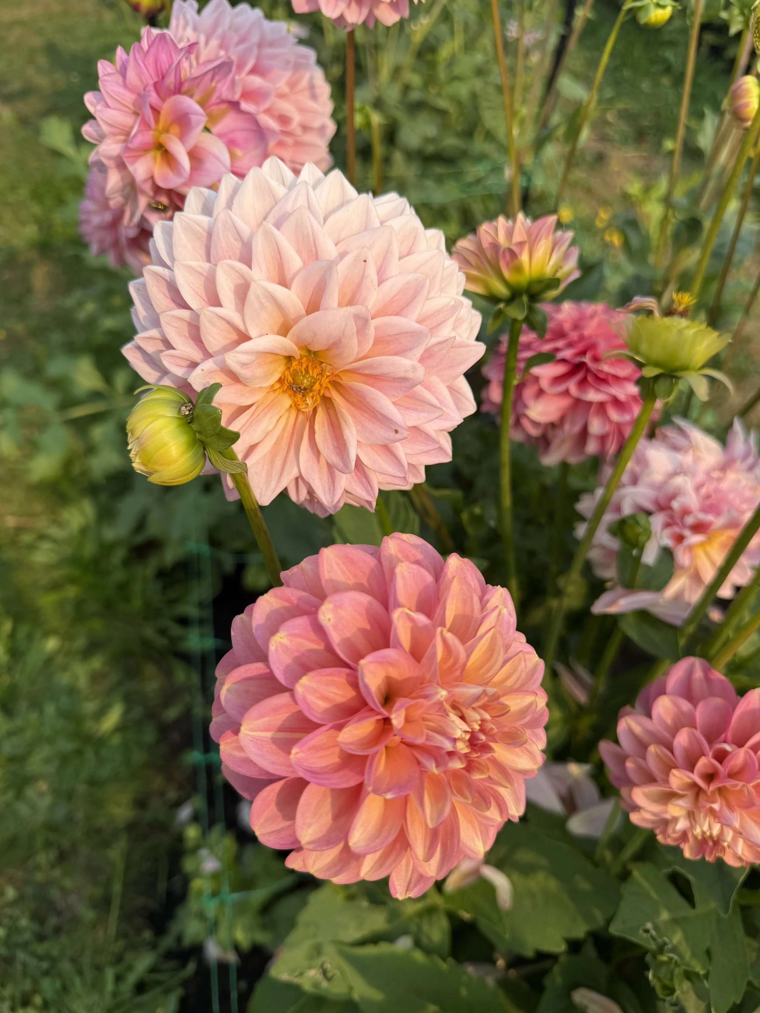 Close-up of pink and peach dahlias in a garden with green foliage in the background.