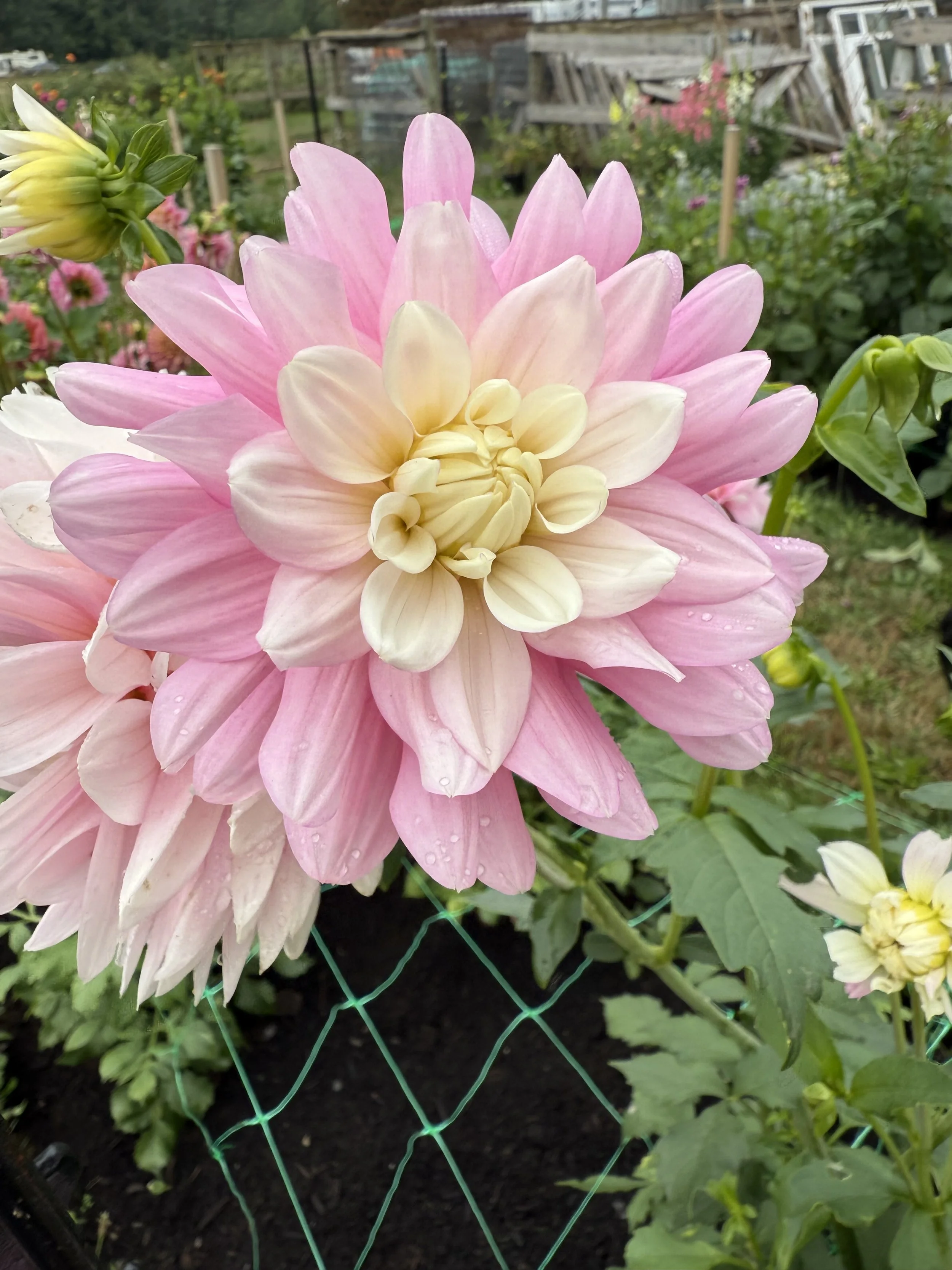 Close-up of a pink dahlia flower with cream-colored inner petals, raindrops on petals, and green leaves in a garden setting.