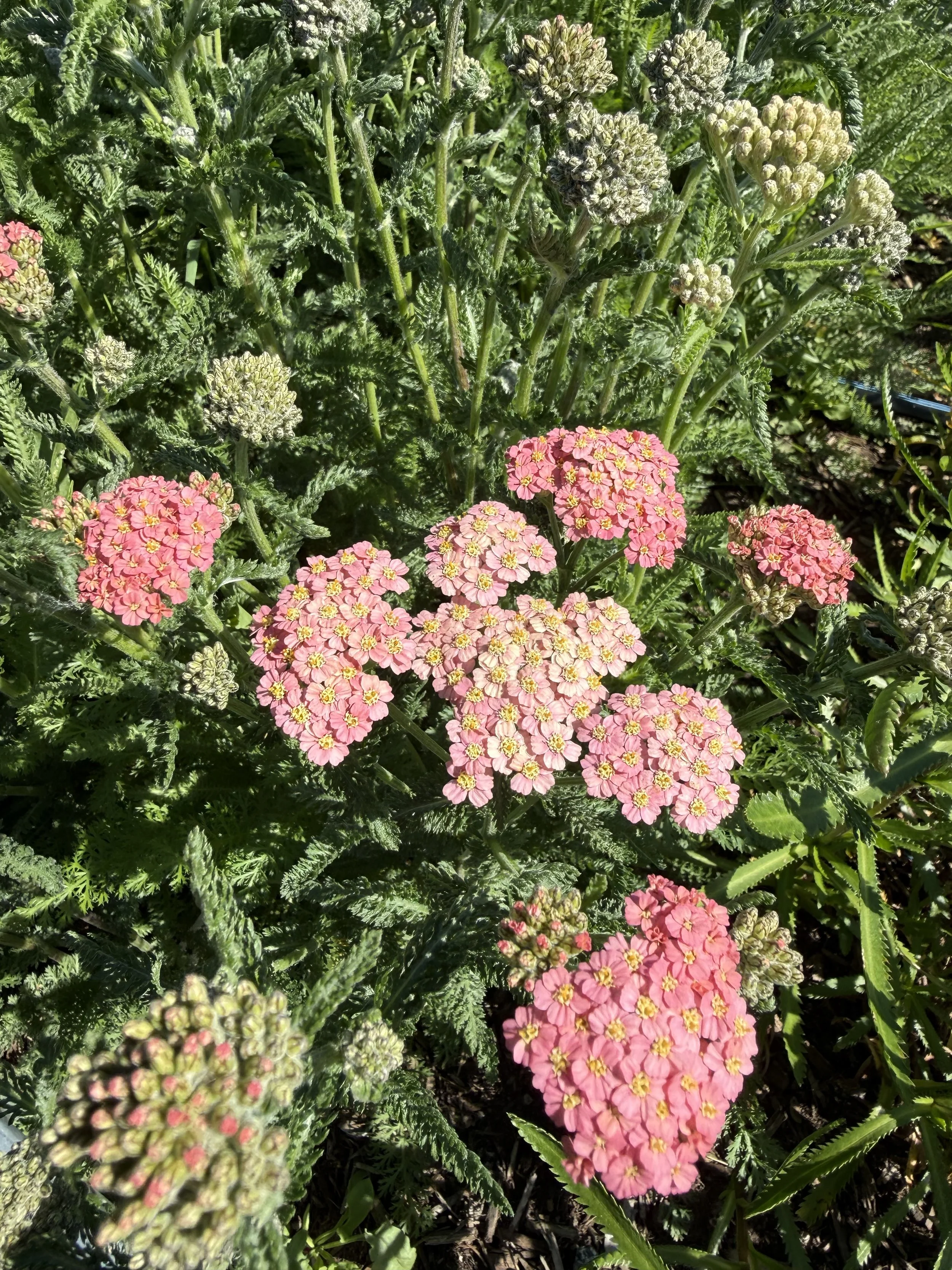 IMG_4514.jpeg