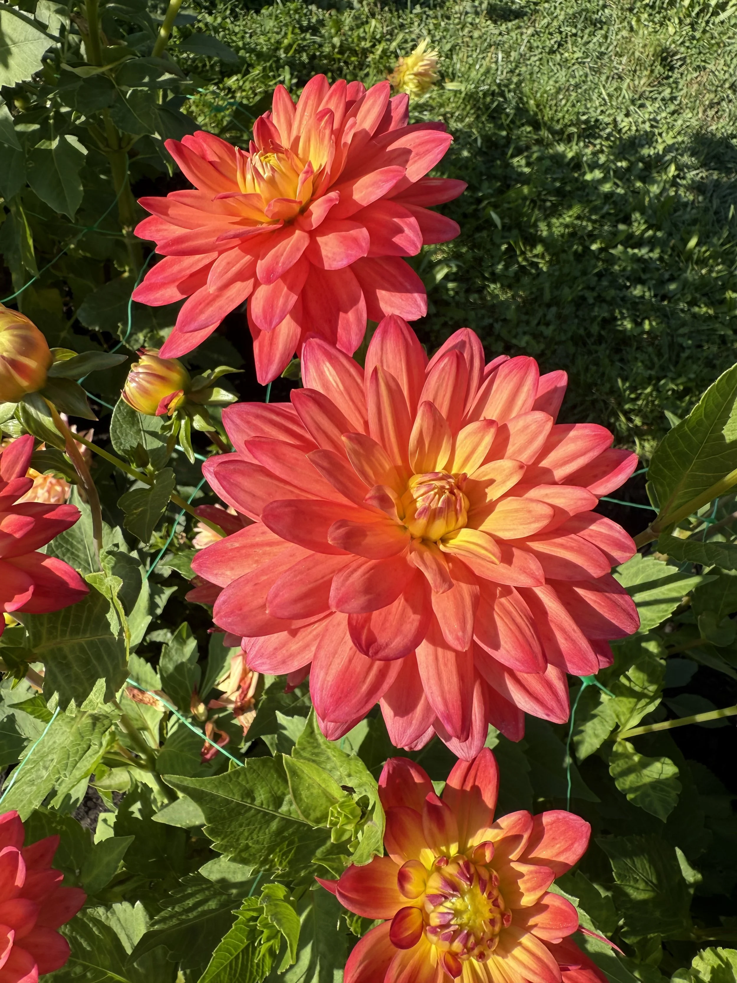Two large, colorful dahlia flowers with orange and pink petals in full bloom, surrounded by green leaves and stems.