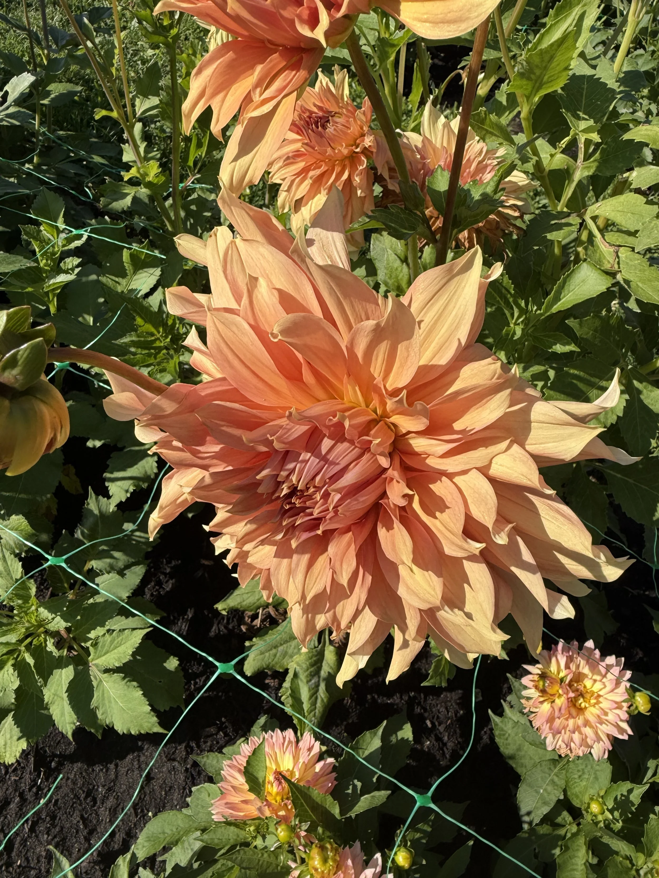 Peach-colored dahlias blooming in a garden with green leaves and a wire fence.