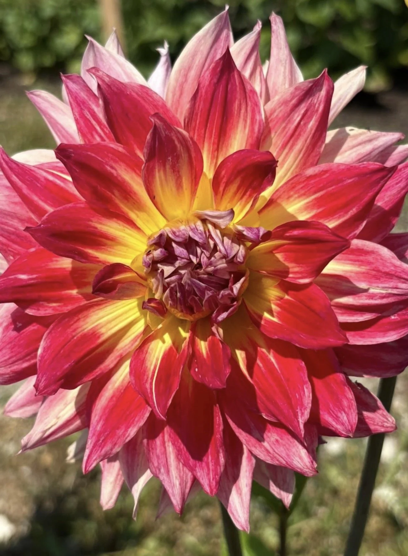 Close-up of a vibrant pink, red, and yellow dahlia flower in full bloom with a blurred green background.