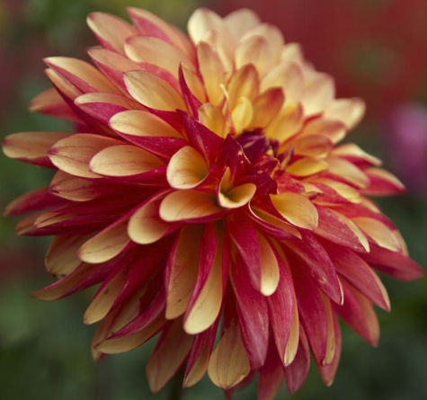 Screenshot 2026-03-17 at 5.09.53 PM.png