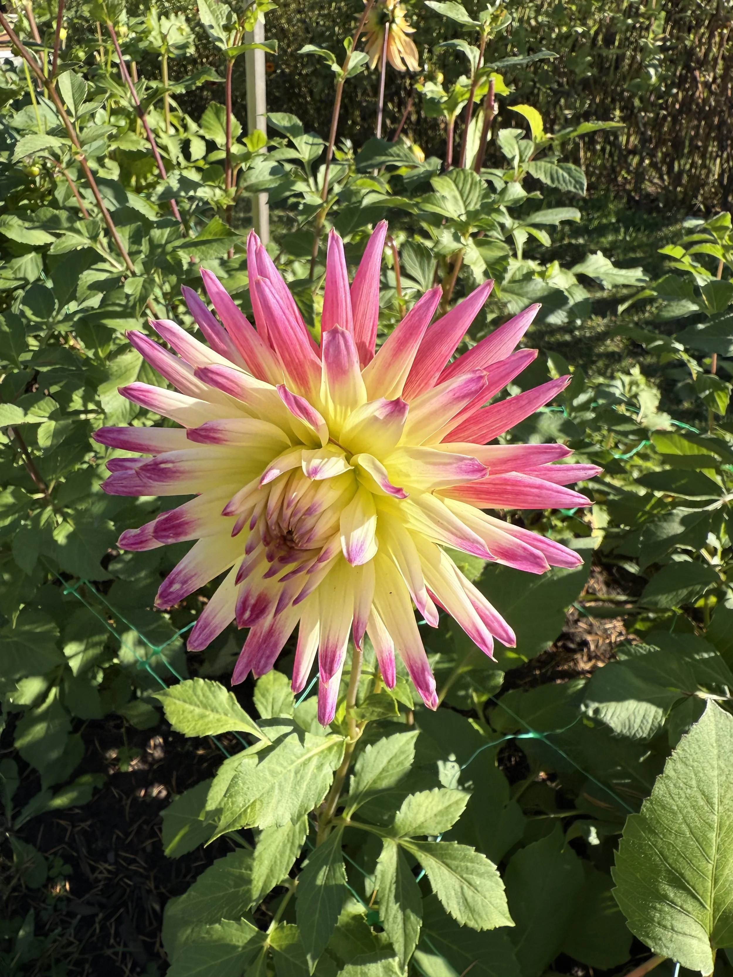 A colorful dahlia flower with yellow and pink petals surrounded by green leaves in a garden.