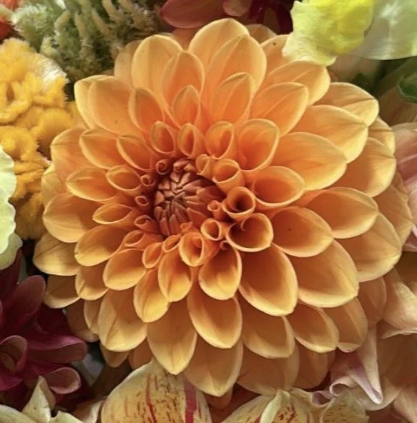Close-up of an orange dahlia flower with tightly curled petals.