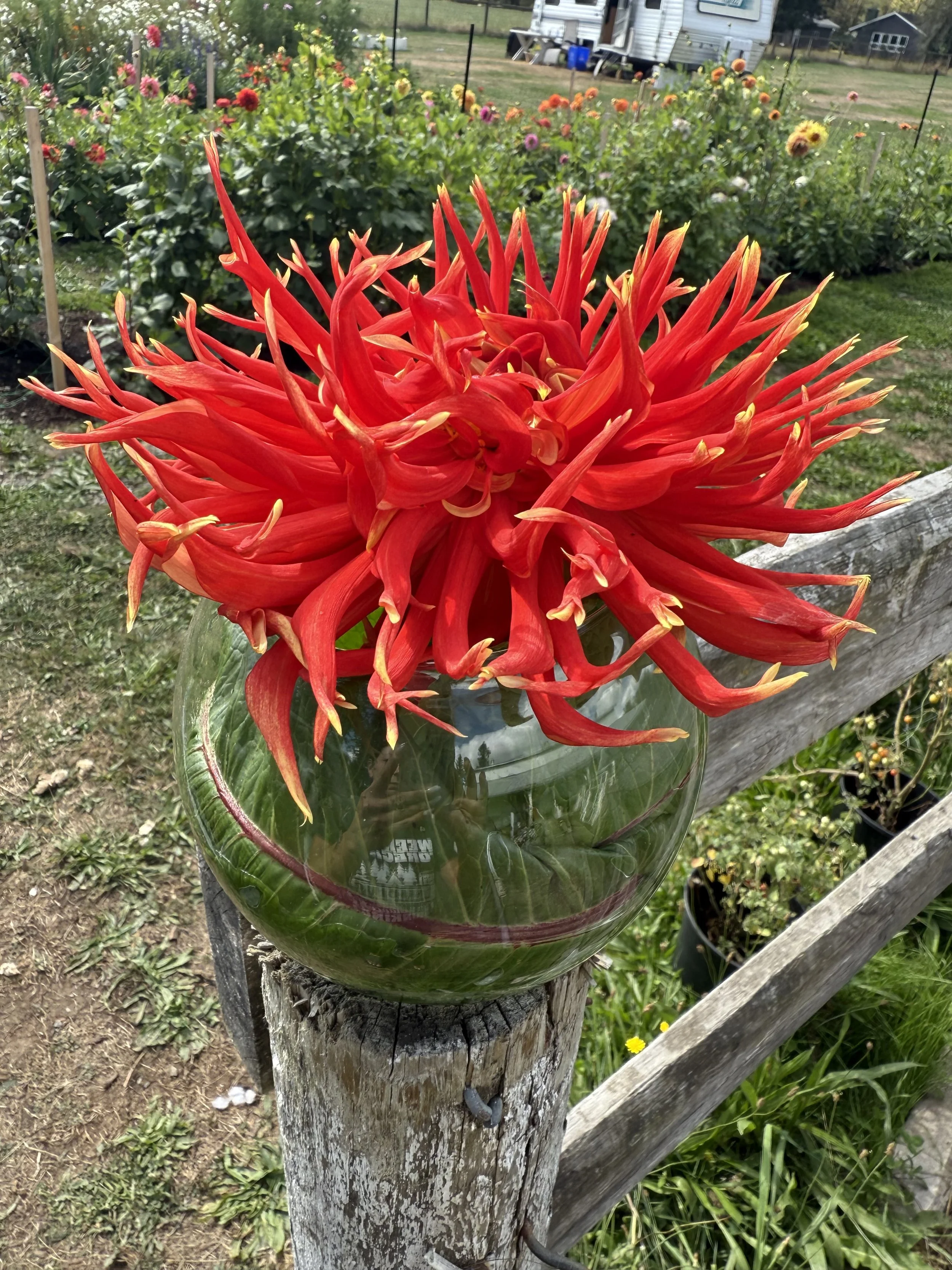 Close-up of a vibrant red dahlia flower in a glass vase placed on a weathered wooden post, with a garden filled with various colorful flowers in the background.