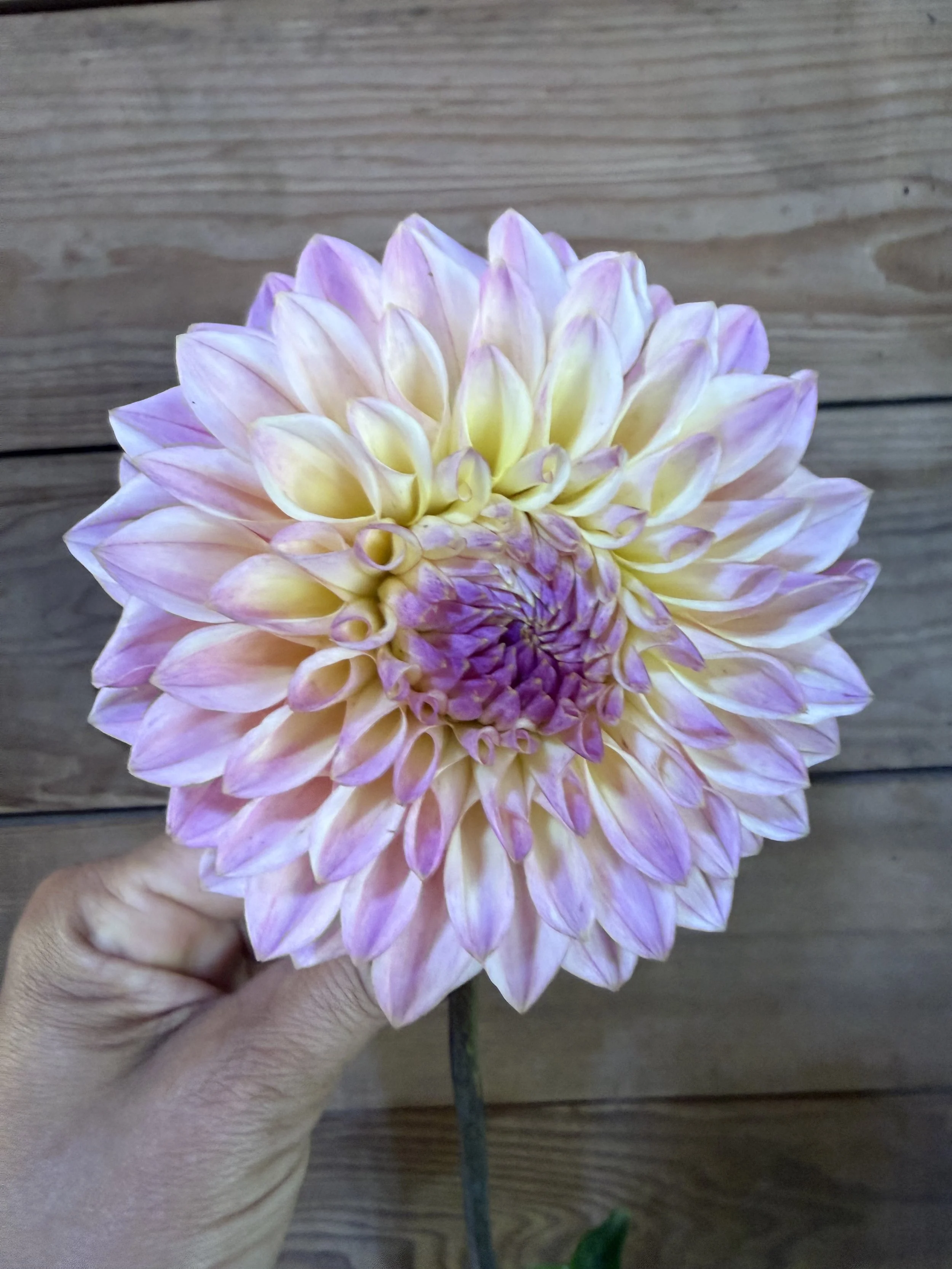Castle Drive Dahlia Tuber