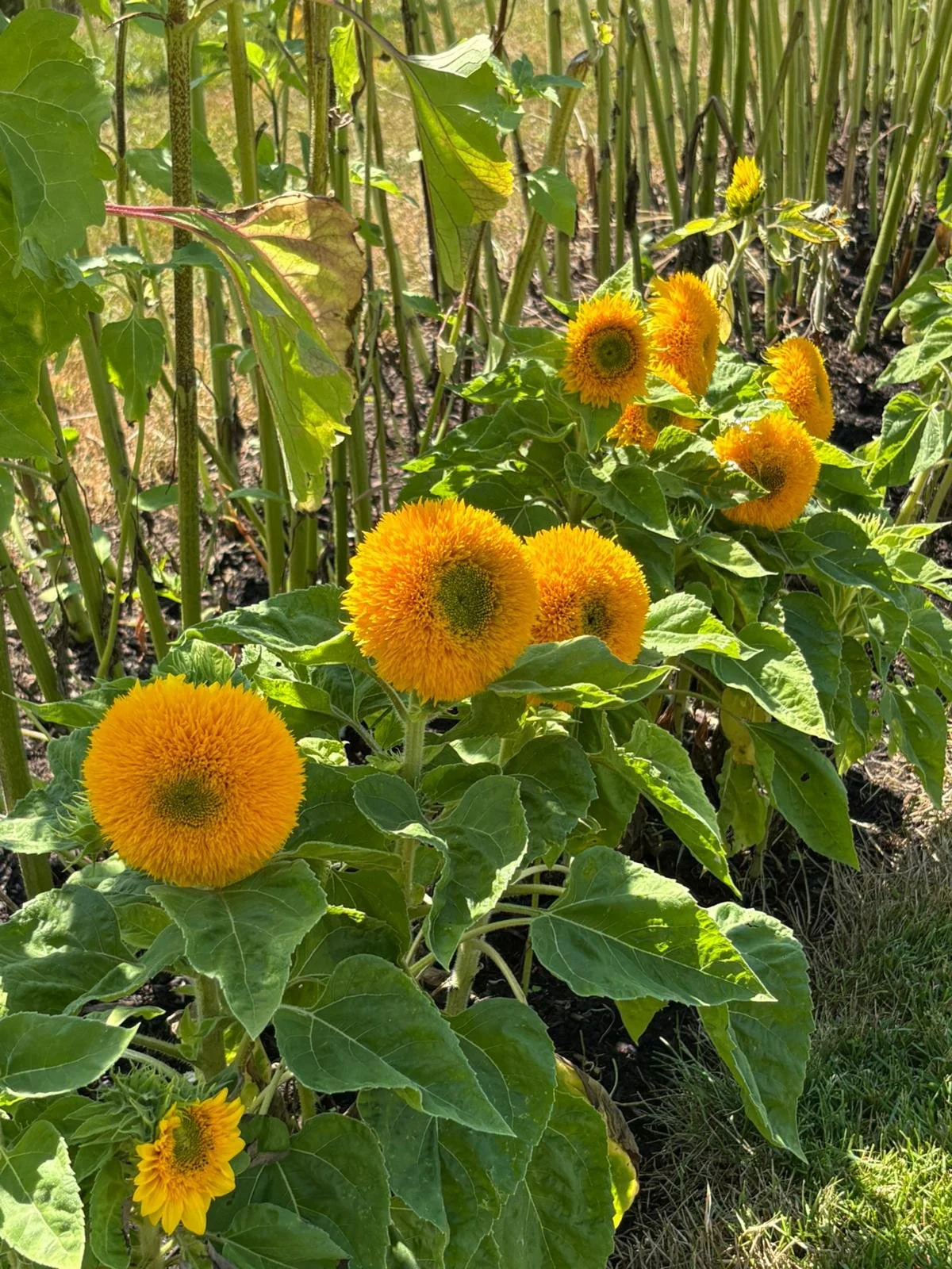 Teddy Bear Sunflowers