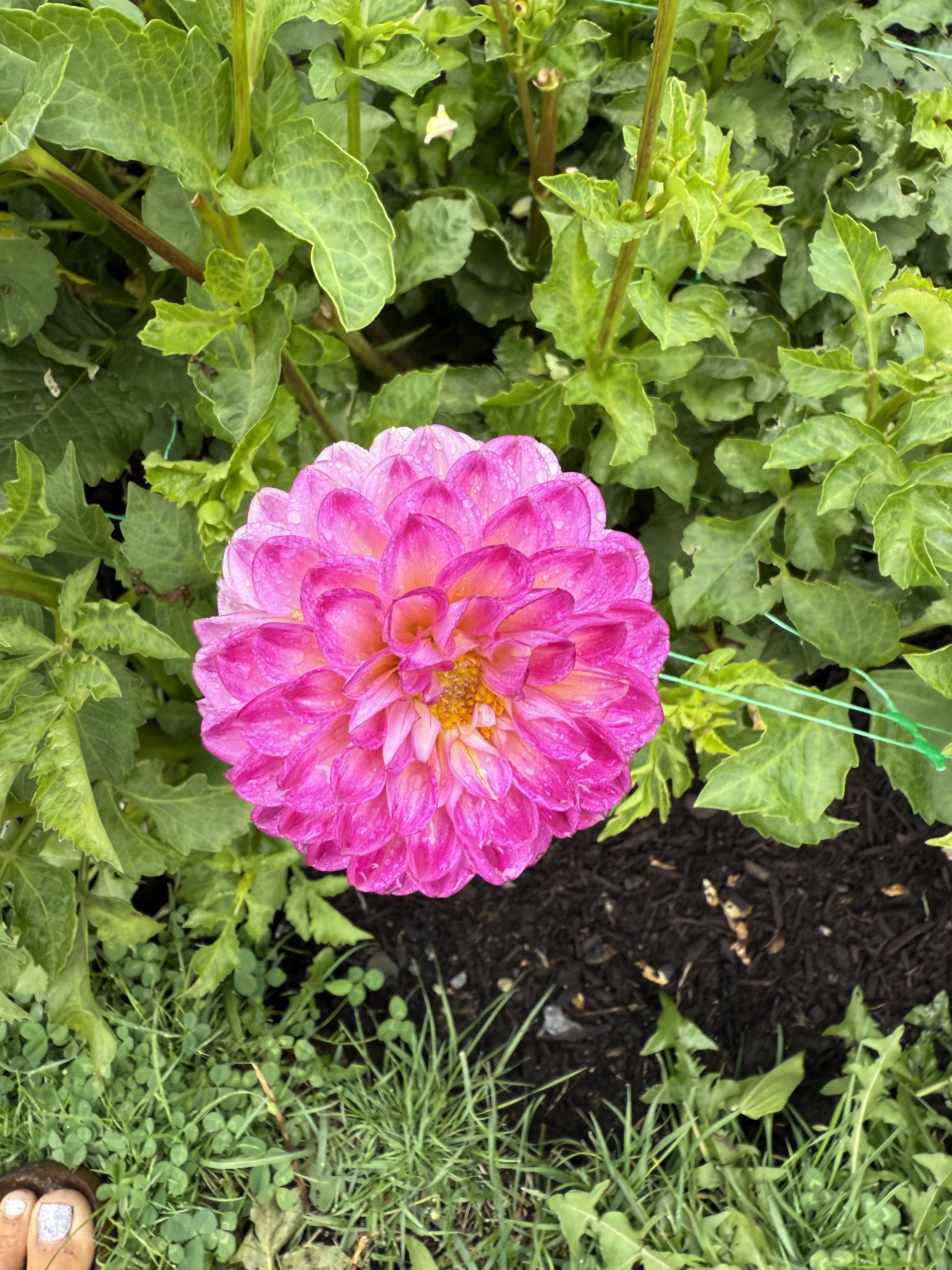 A bright pink dahlia flower in full bloom surrounded by green leaves and grass.