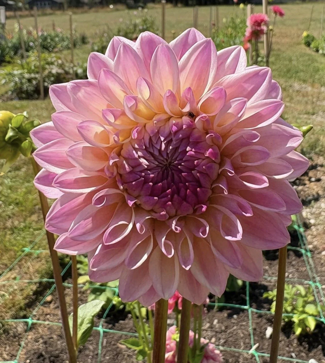 Close-up of a large pink and purple dahlia flower in a garden, with a bee on one of the petals.