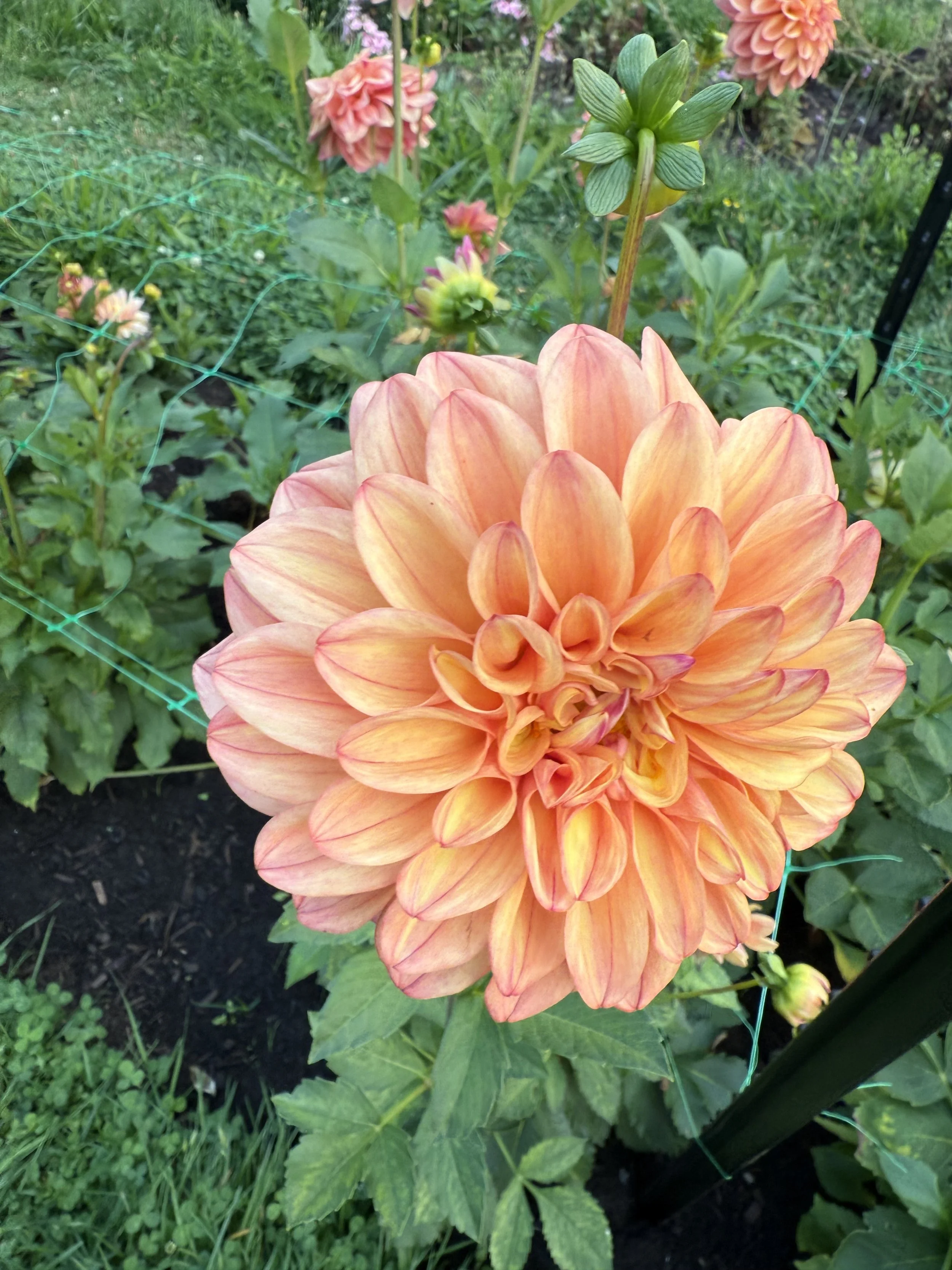 A large, peach-colored dahlia flower in full bloom in a garden, surrounded by green leaves and some other blooming flowers in the background.