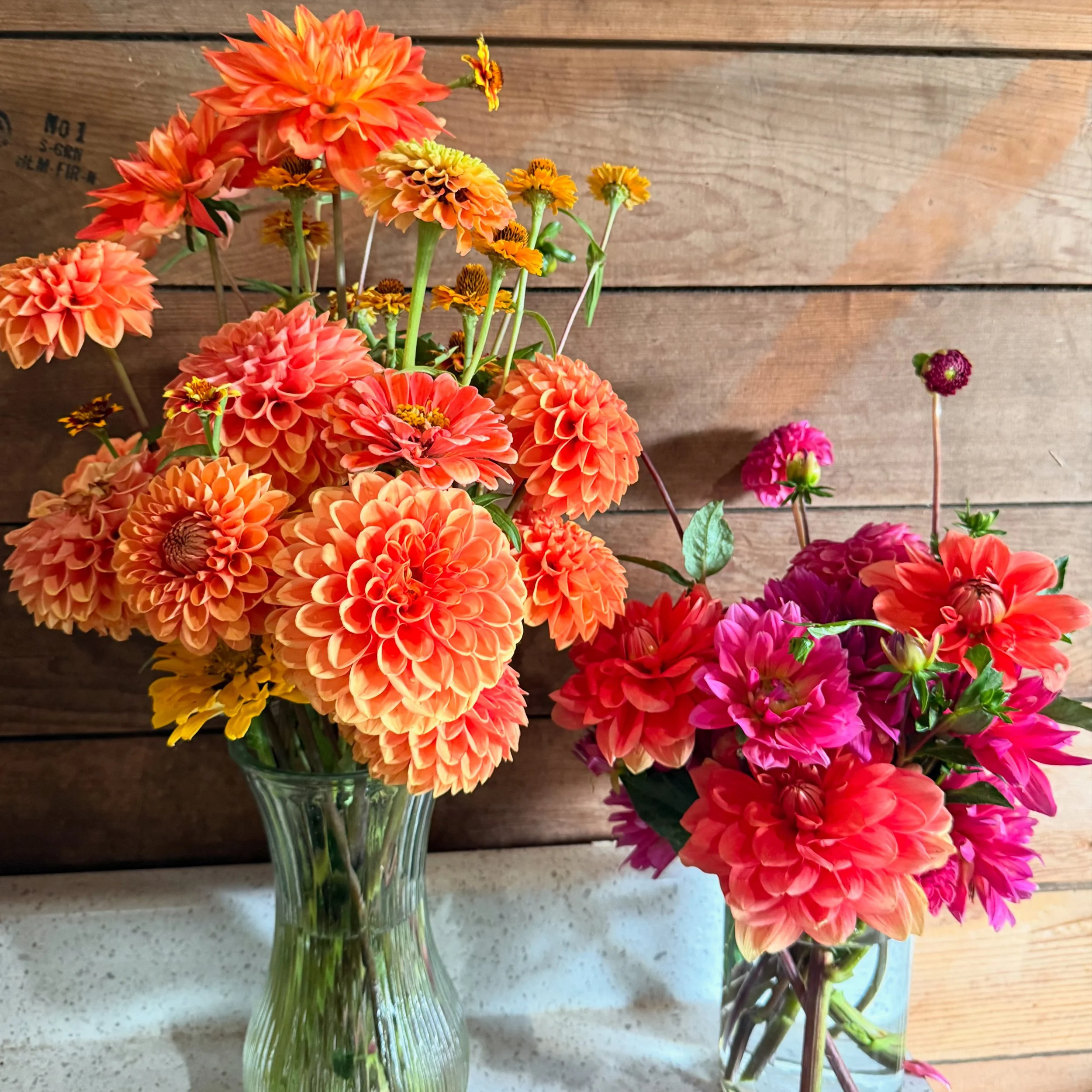 Two vases of colorful flowers, including dahlias and zinnias, placed on a countertop against a wooden wall background.