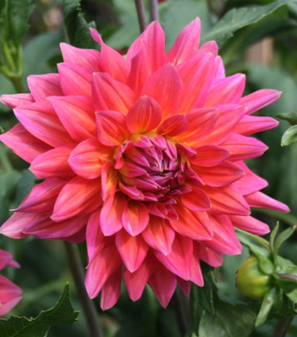 Screenshot 2026-03-19 at 5.20.18 PM.png