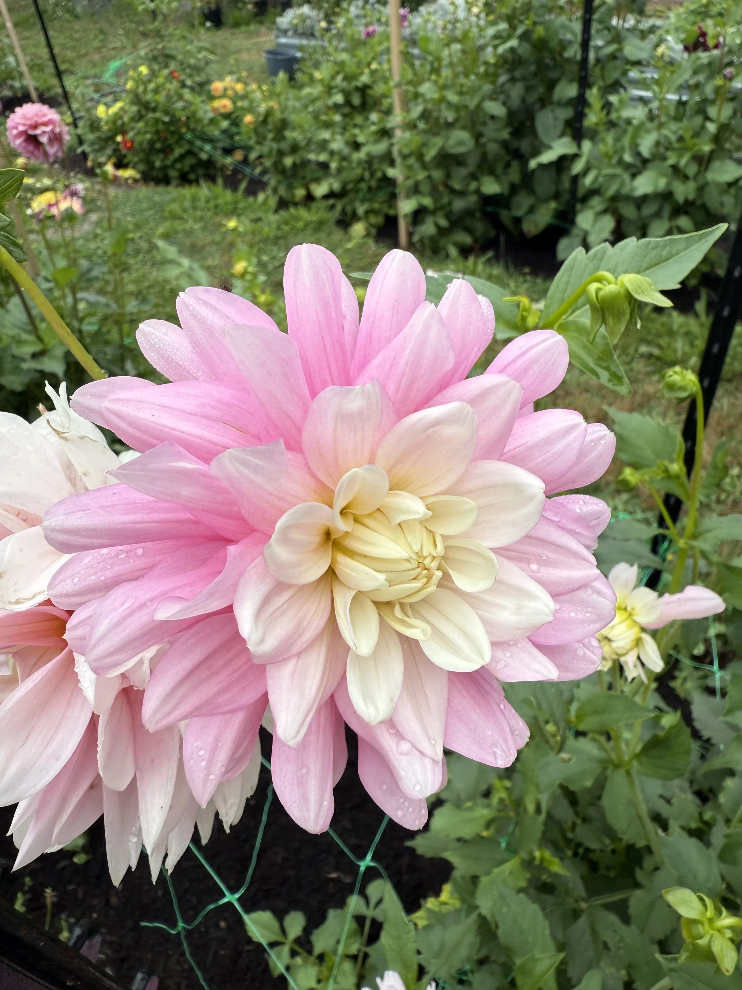 A close-up of a large pink and cream dahlia flower with dew drops on its petals, set against a garden background with other flowers and green foliage.