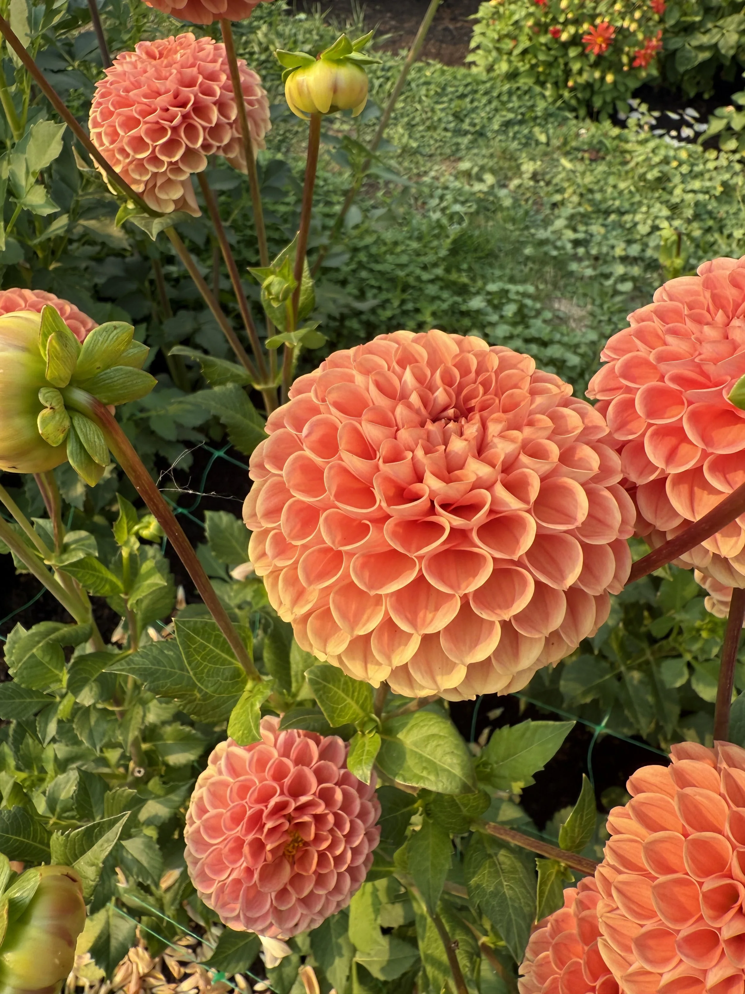Orange spherical dahlias with tightly packed, rounded petals in a garden setting, surrounded by green leaves and other plants.