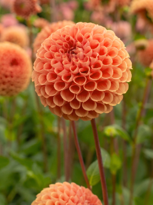 Screenshot 2026-03-17 at 10.12.50 AM.png