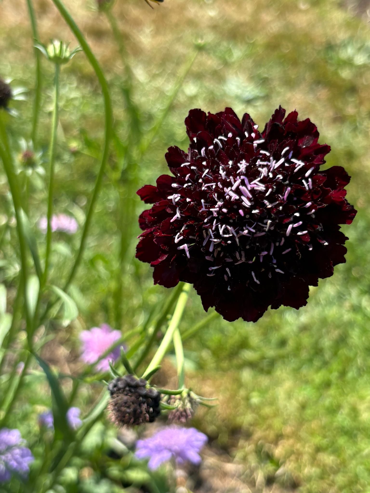 Dark Night Scabiosa