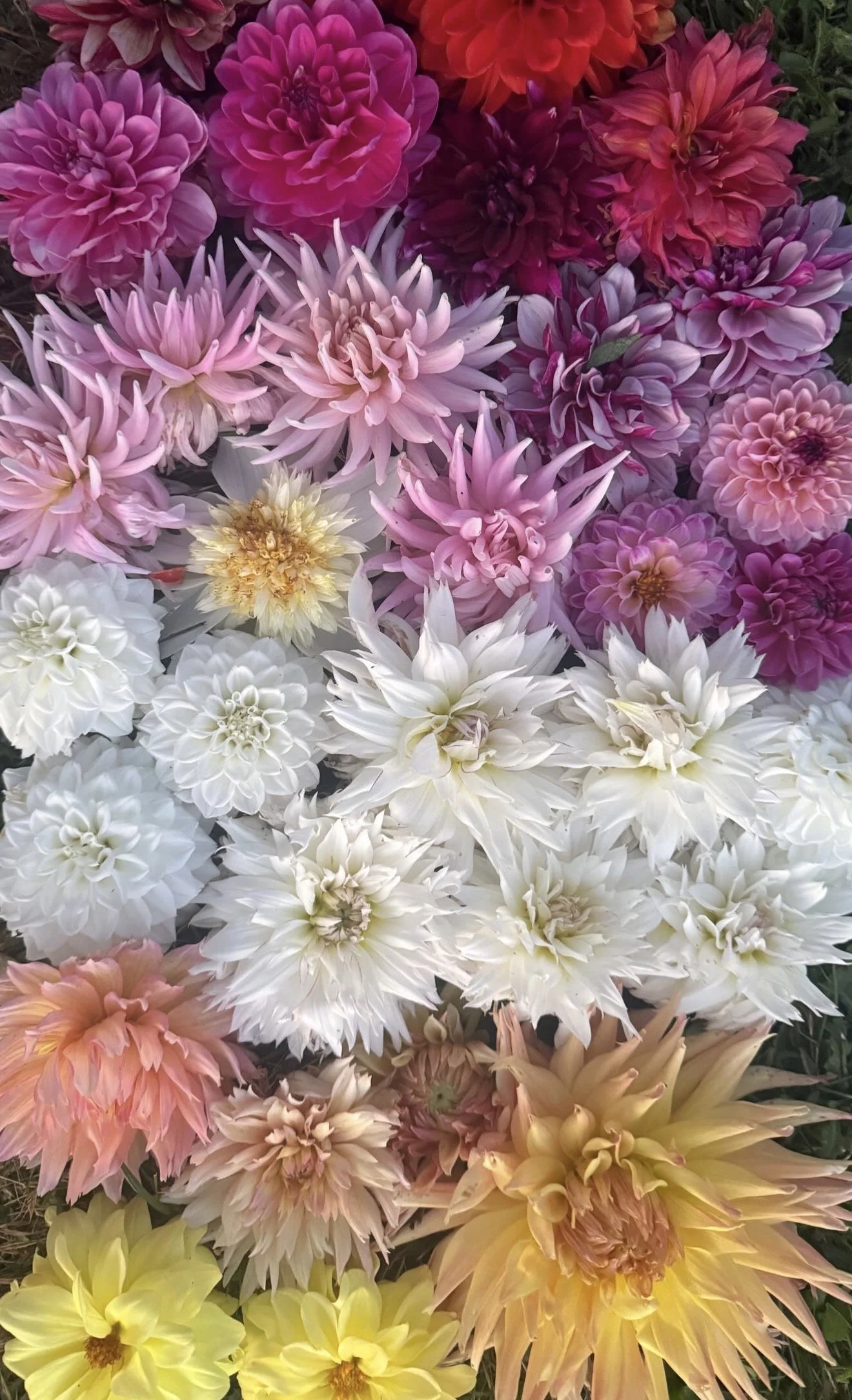 A collection of colorful dahlias in various shades of pink, white, yellow, and orange.