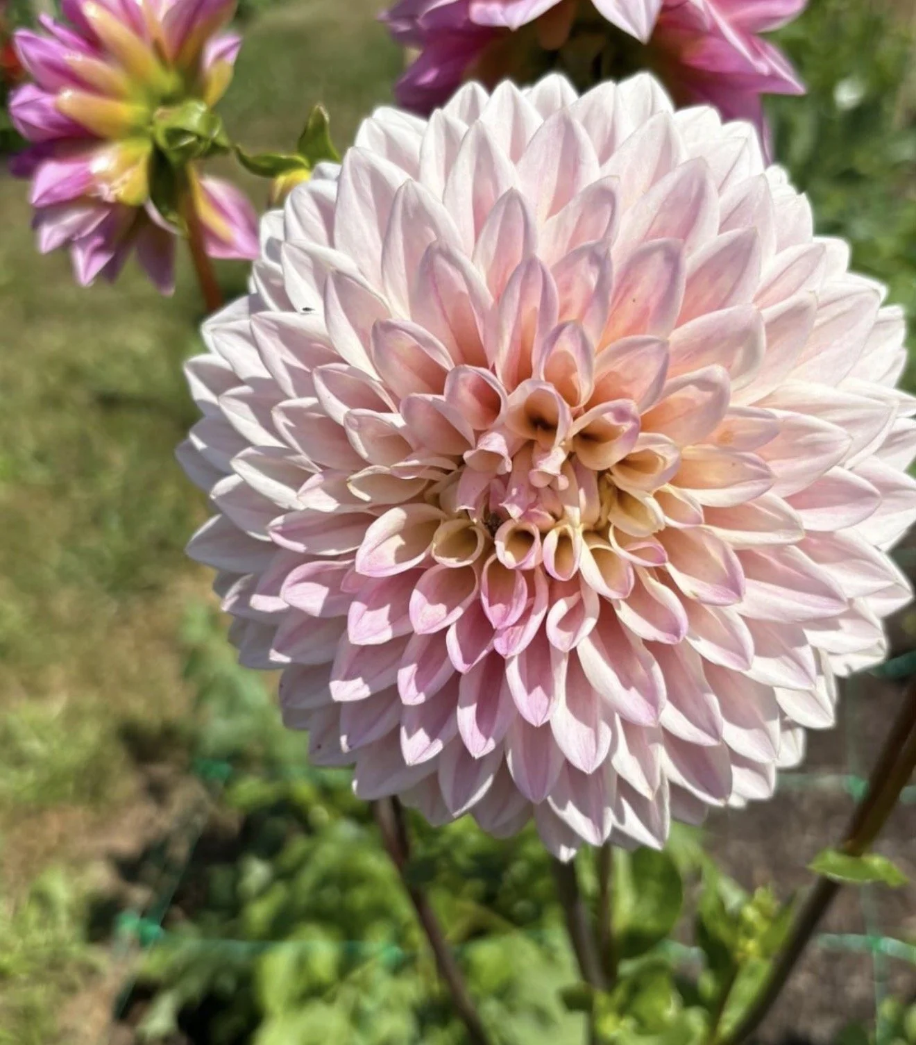 A close-up photo of a pink dahlia flower in full bloom, with layered petals radiating outward.