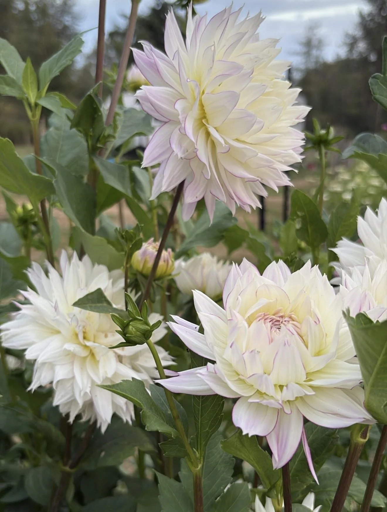 Close-up of white and pale yellow dahlias with purple-tinged petals in a garden.