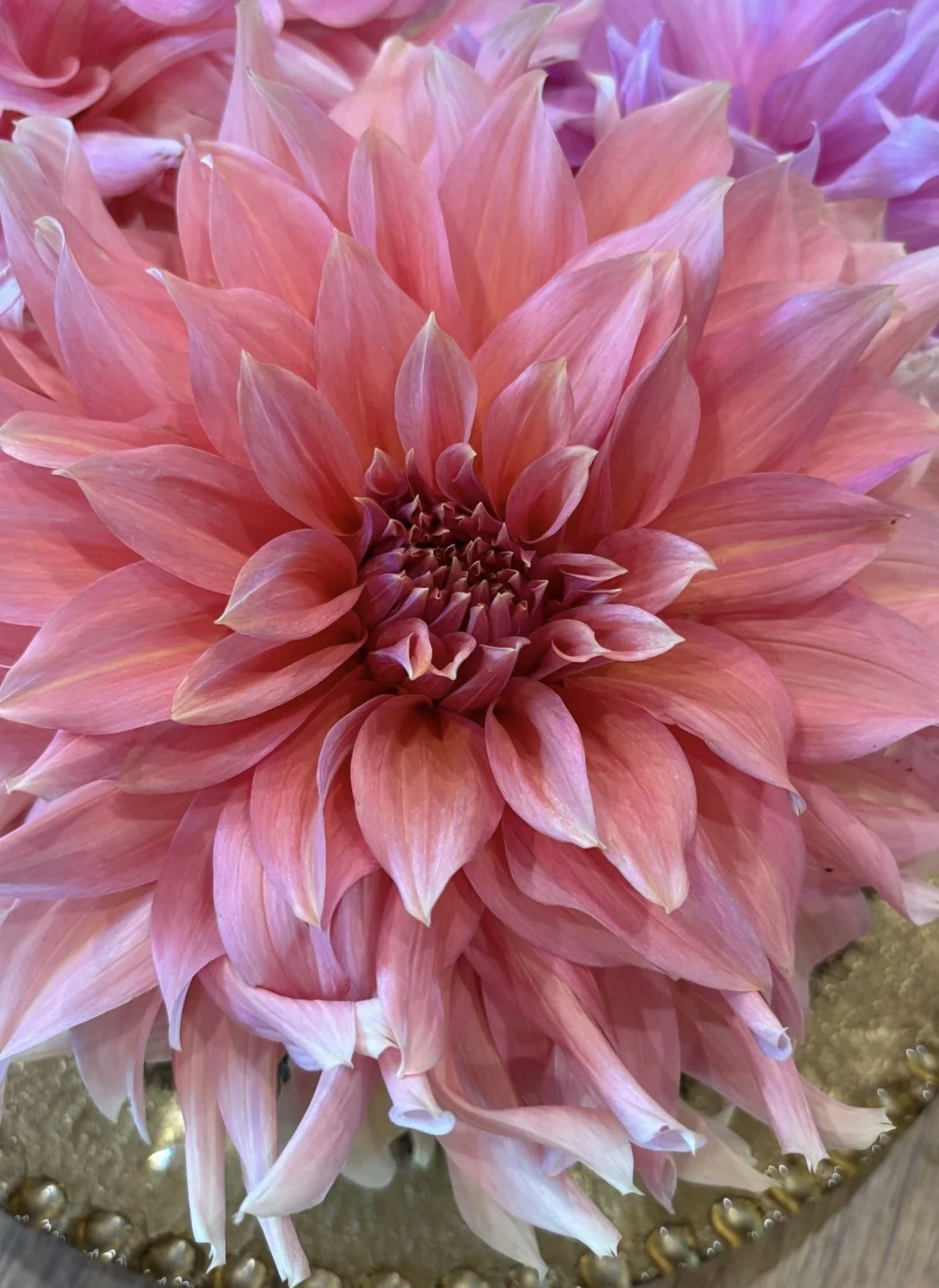 Close-up of a large pink dahlia flower with layered petals