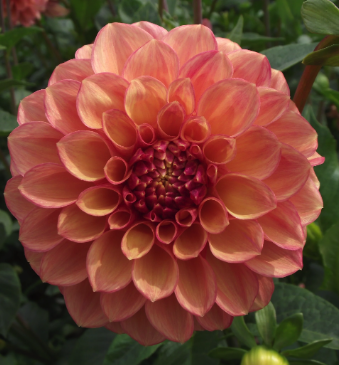 Screenshot 2026-03-30 at 7.14.08 PM.png