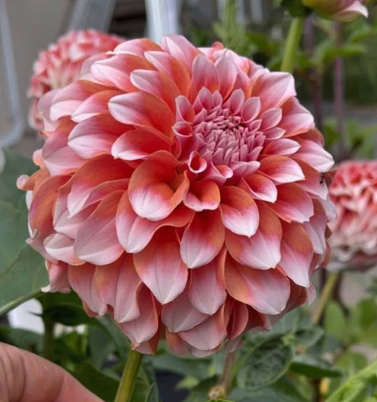 Screenshot 2026-03-19 at 7.17.58 PM.png