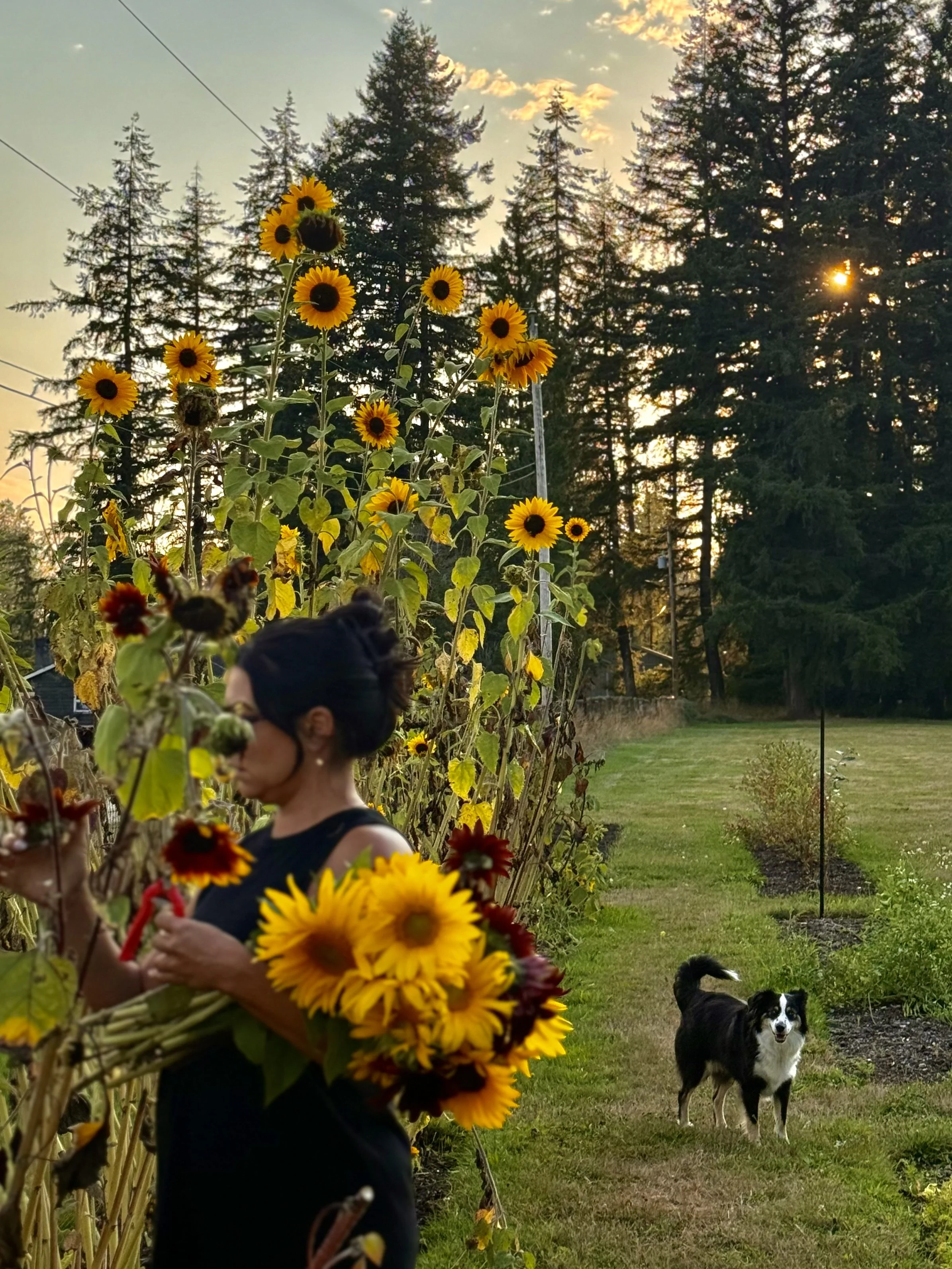 A woman holding a large bouquet of sunflowers and other flowers standing near tall sunflower plants in a garden during sunset, with a black and white dog standing on the grassy area nearby.