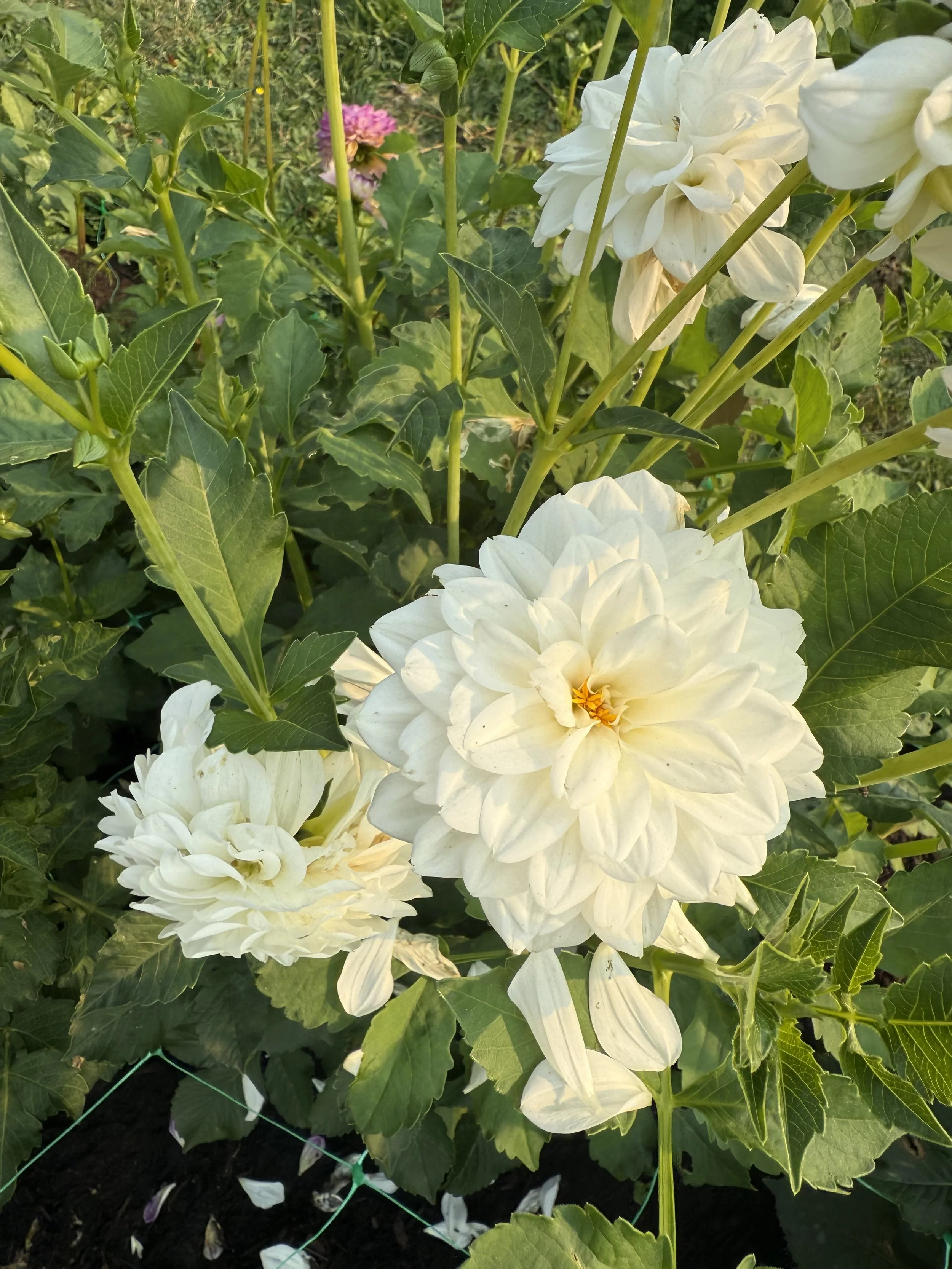White dahlias blooming among green leaves in a garden
