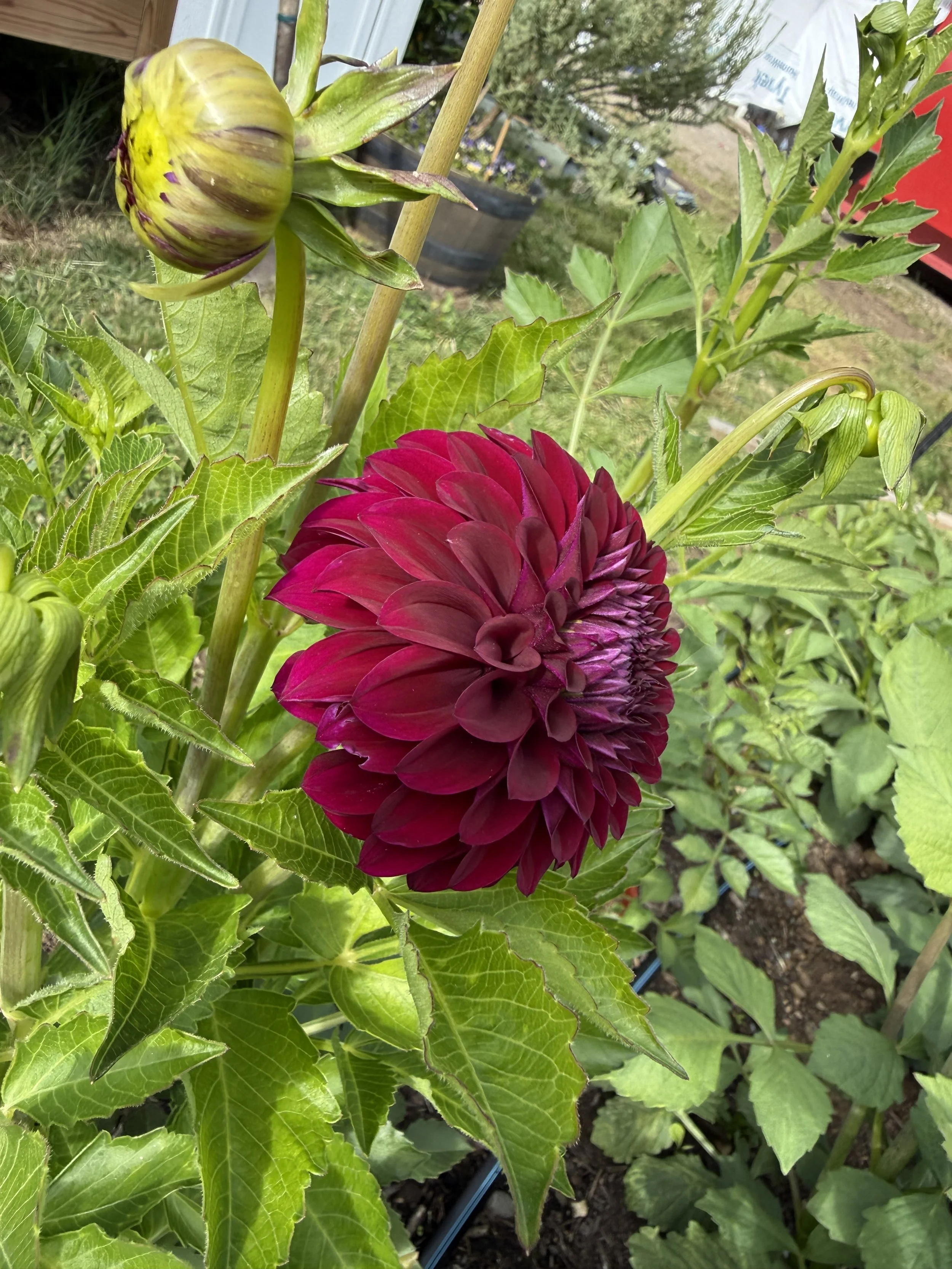 IMG_5202.jpeg