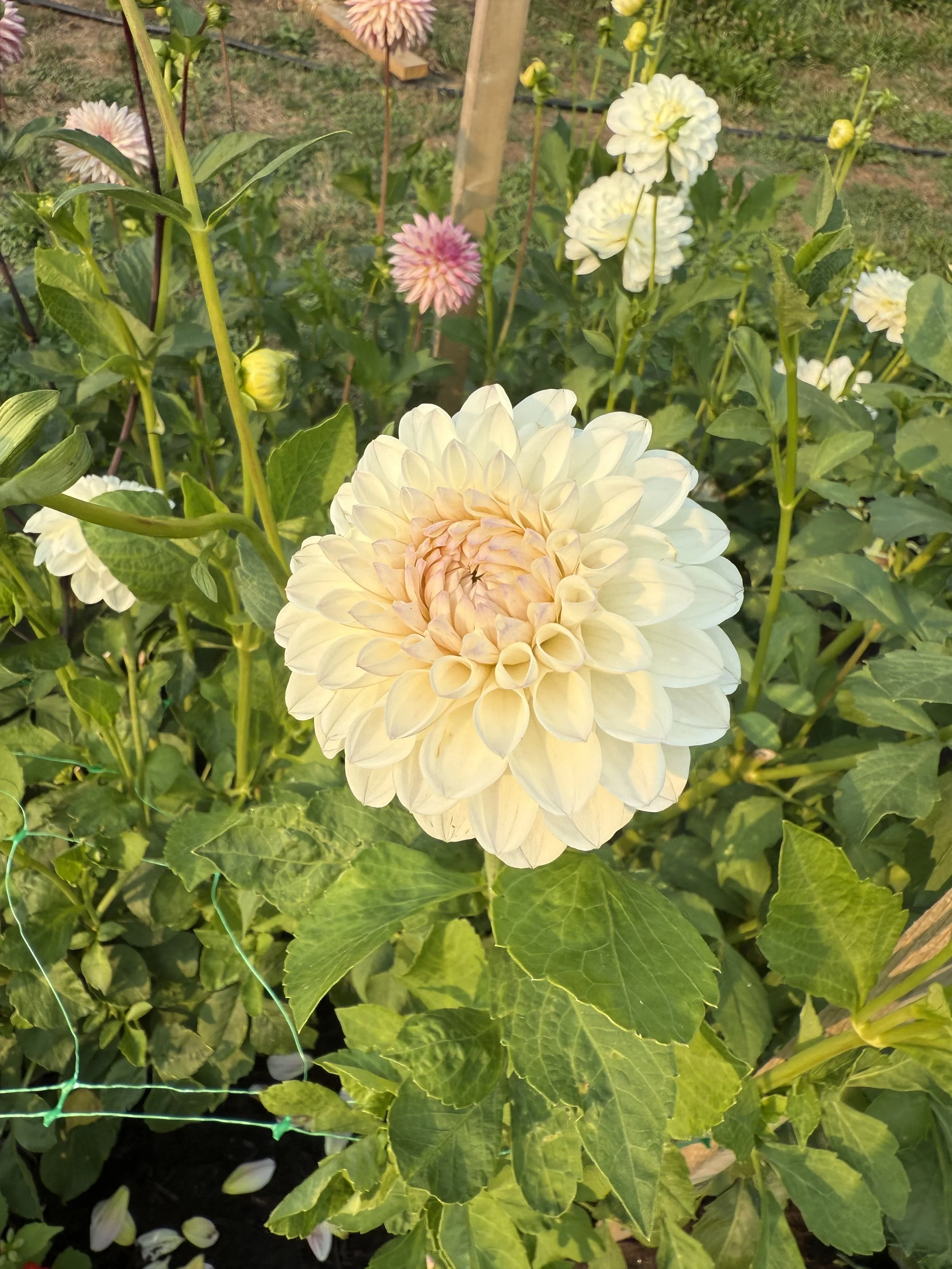 A garden with various phlox flowers, including a large, pale peach-colored flower in the foreground and smaller white and pink flowers in the background, surrounded by green leaves.