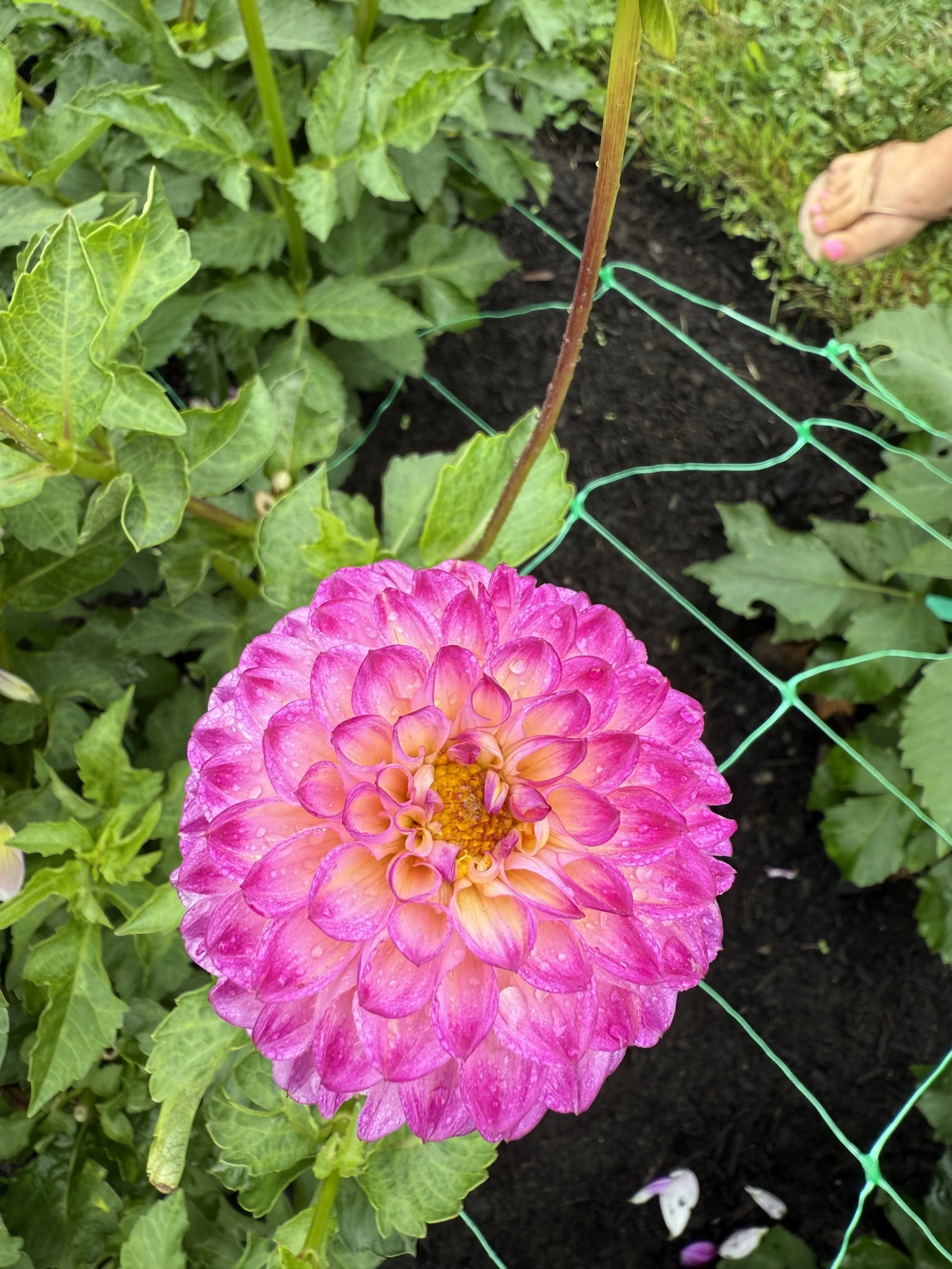 A pink and yellow dahlia flower in full bloom in a garden bed, with green foliage and a support stake nearby, and part of a person's foot wearing flip-flops visible in the upper right corner.