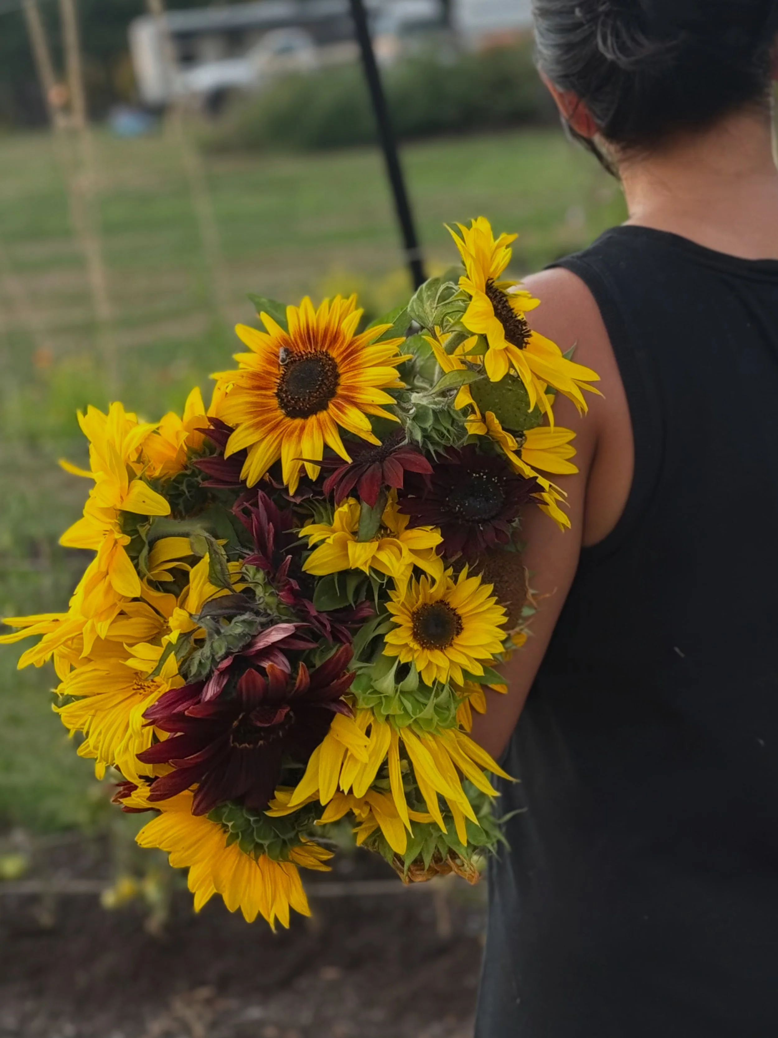 Person holding a bouquet of yellow and dark-colored sunflowers outdoors, with a blurred background of greenery and a fence.